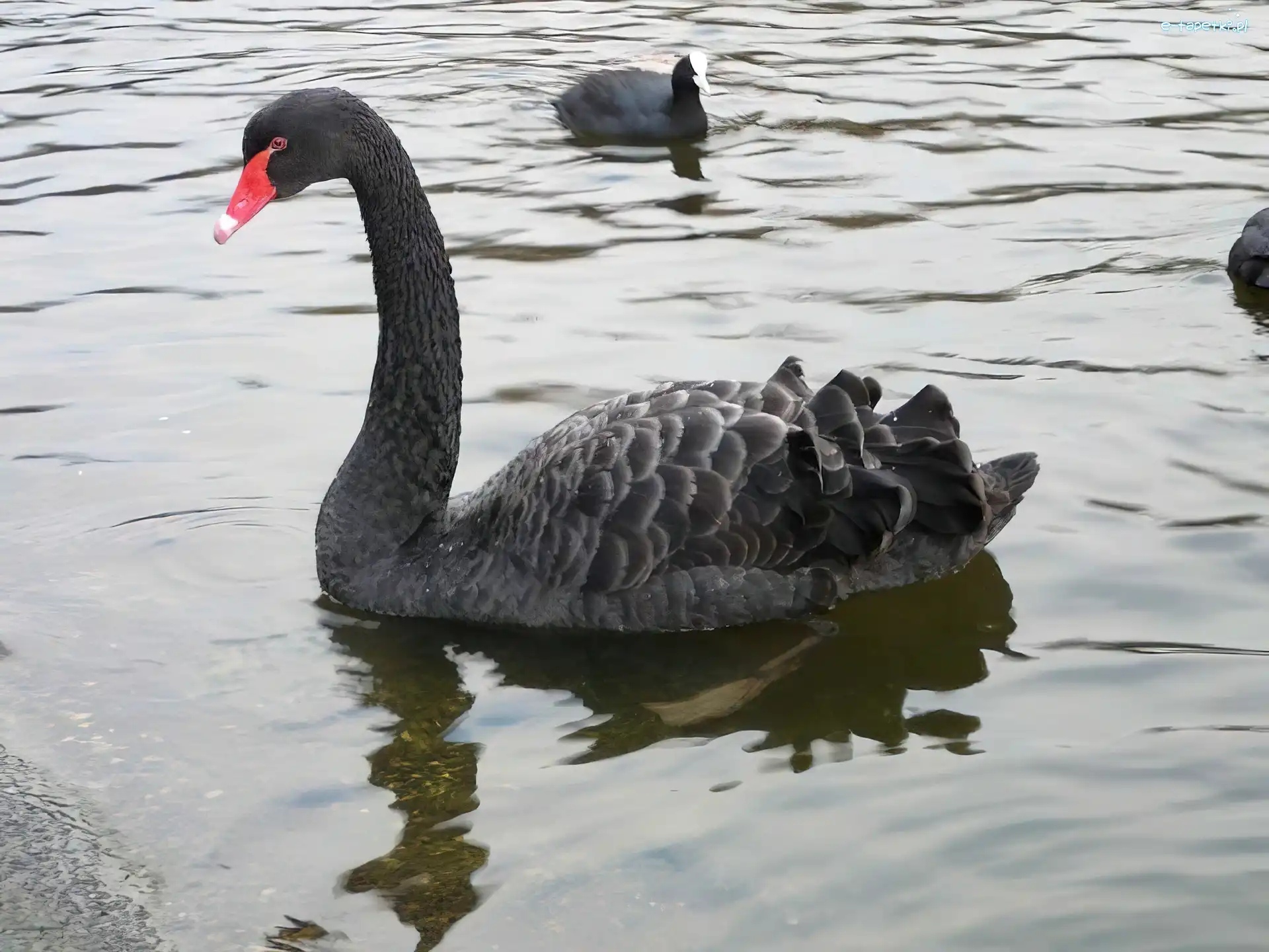 Woda, Łabędzie, Czarne