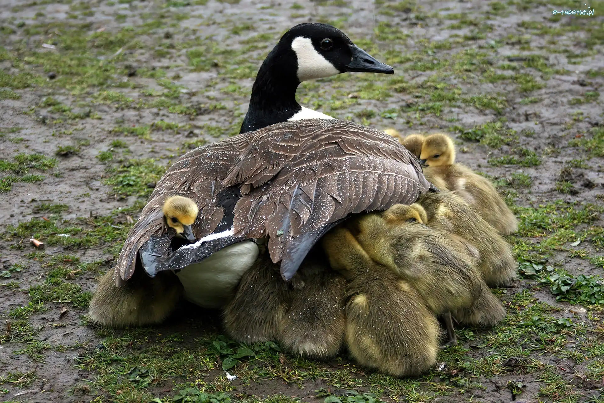 Gąsiątka, Mama, Gęś