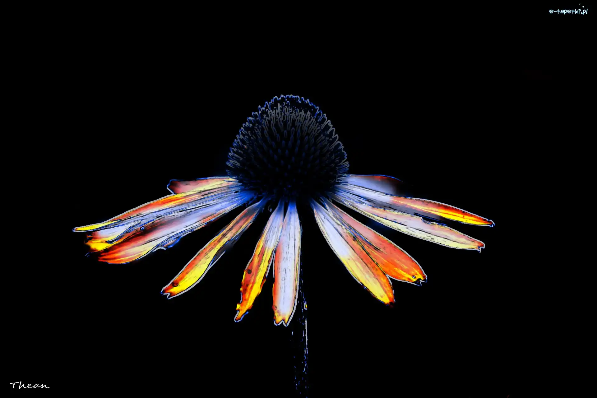 Grafika, Rudbekia, Kwiat
