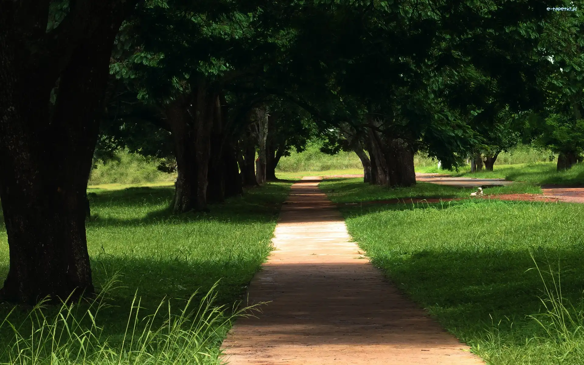 Drzewa, Ścieżka, Park