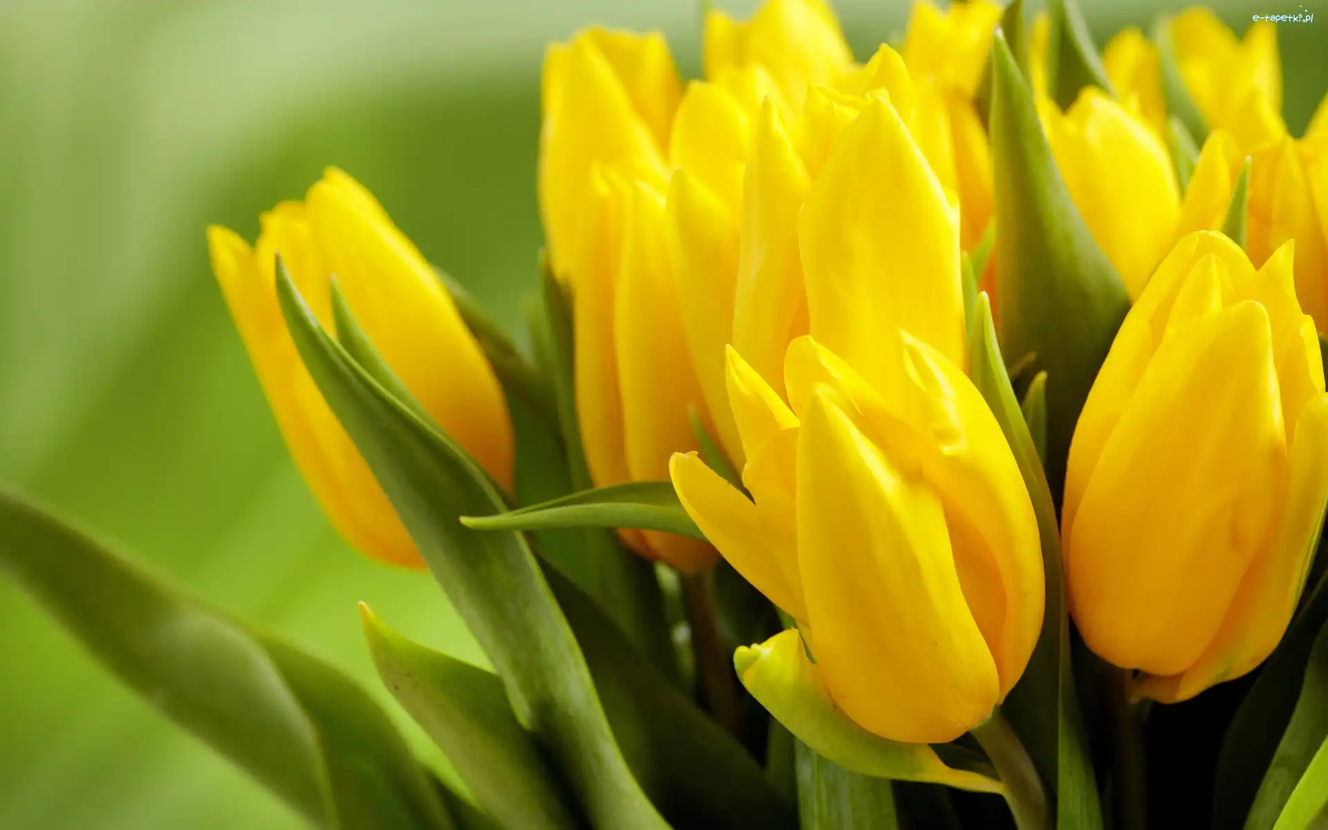 Tulipany, Żółte