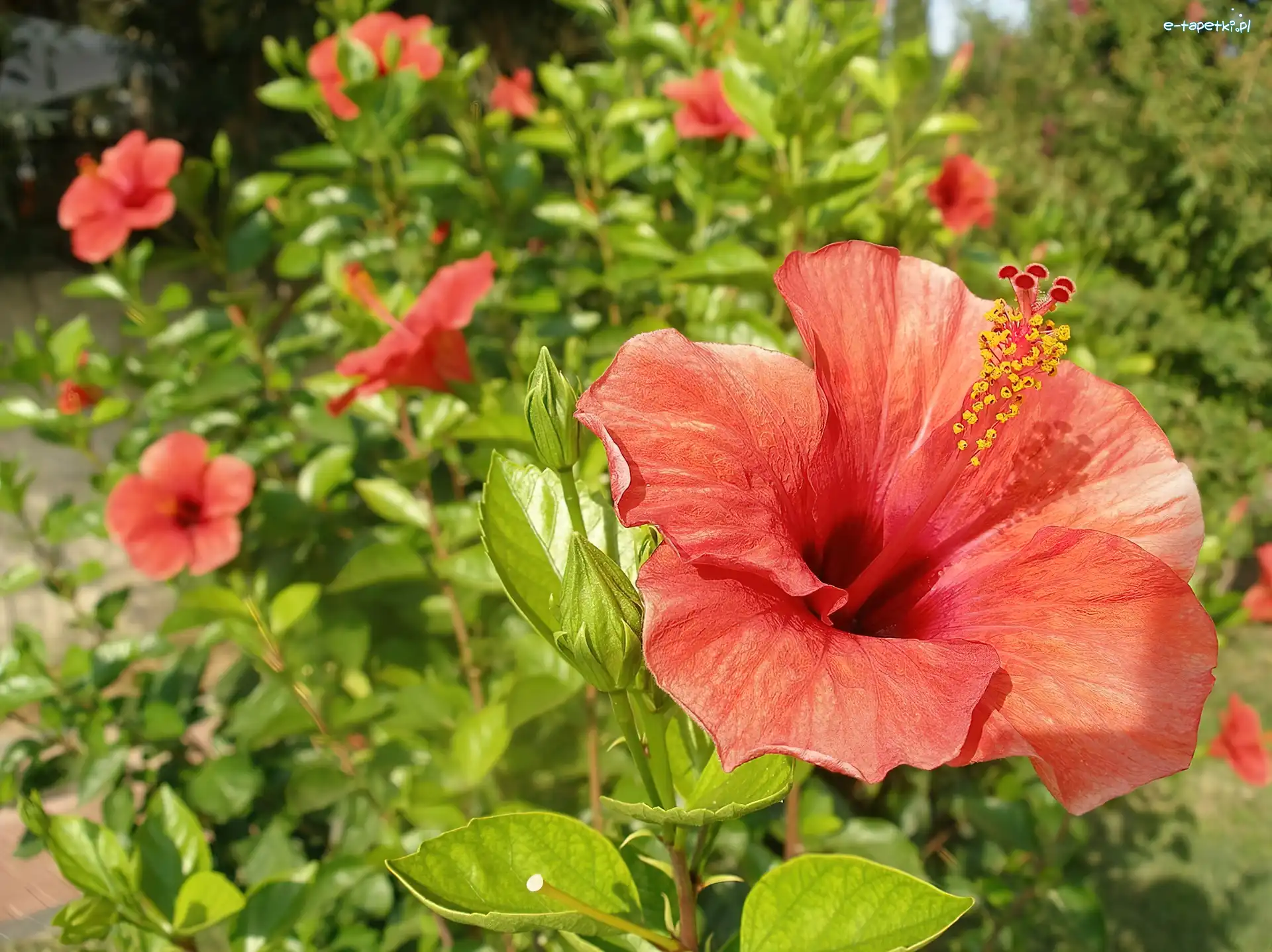 Hibiskus, Liście, Kwiaty