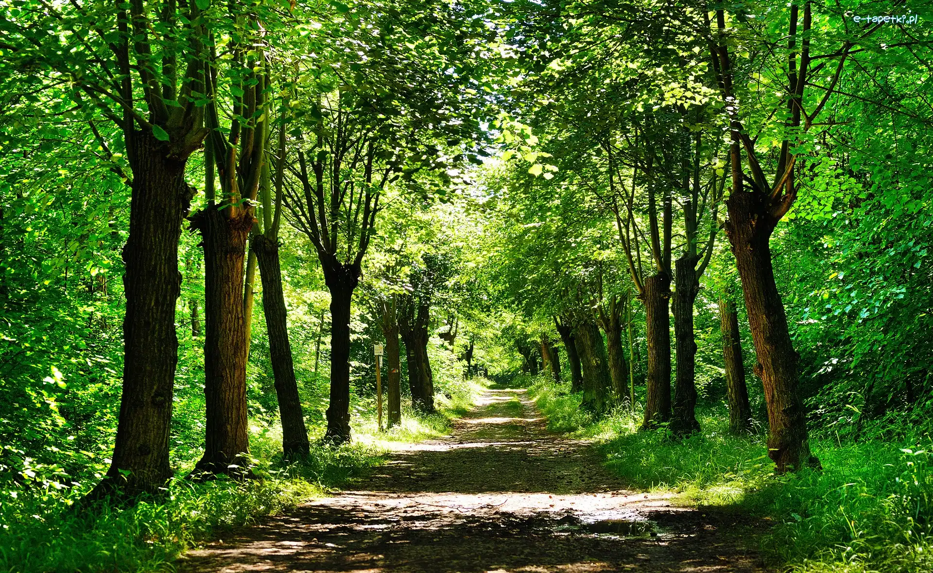 Wiosna, Droga, Park