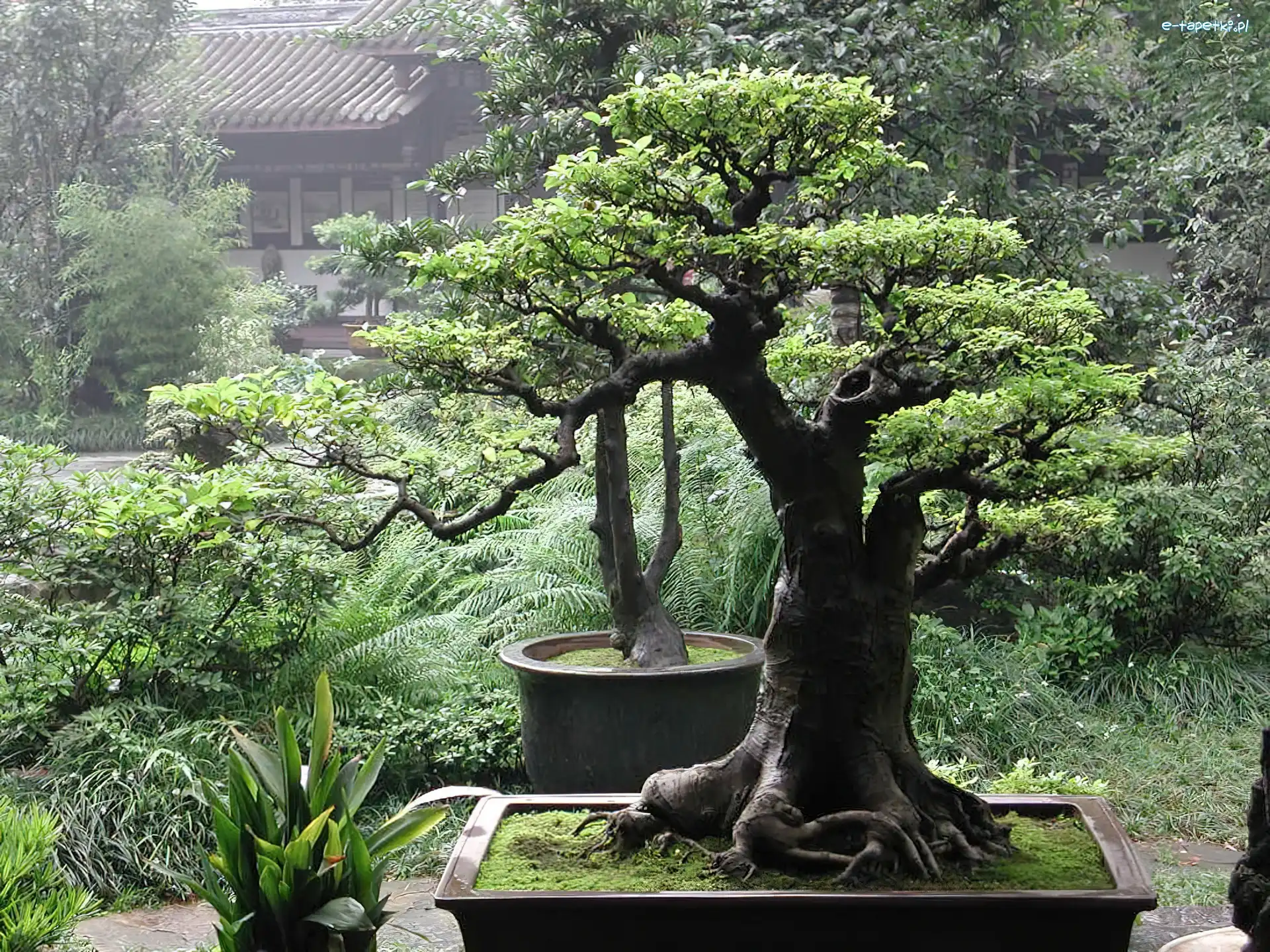 Bonsai, Domek, Ogród, Drzewka
