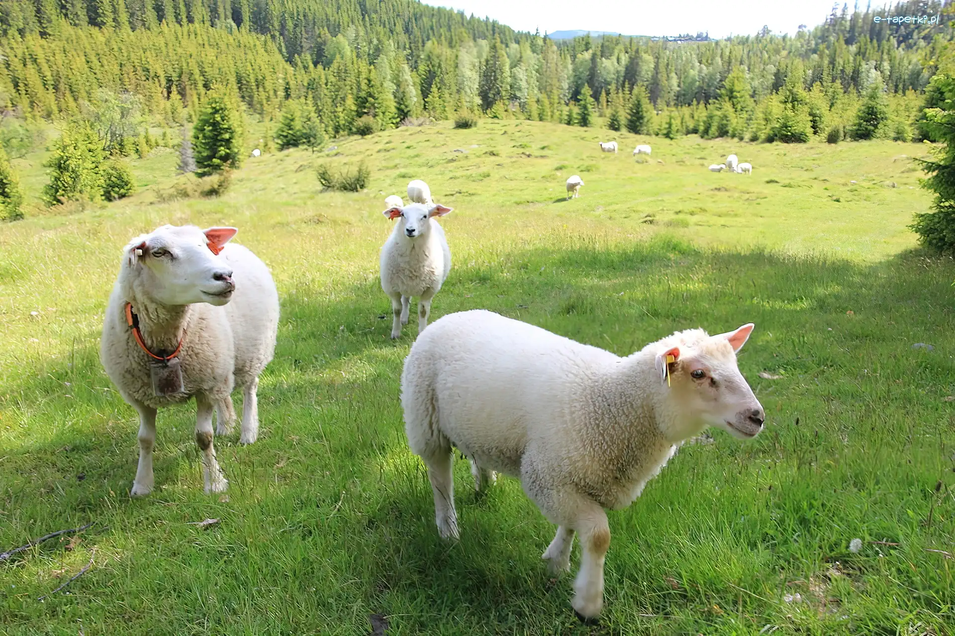 Las, Łąka, Owieczki