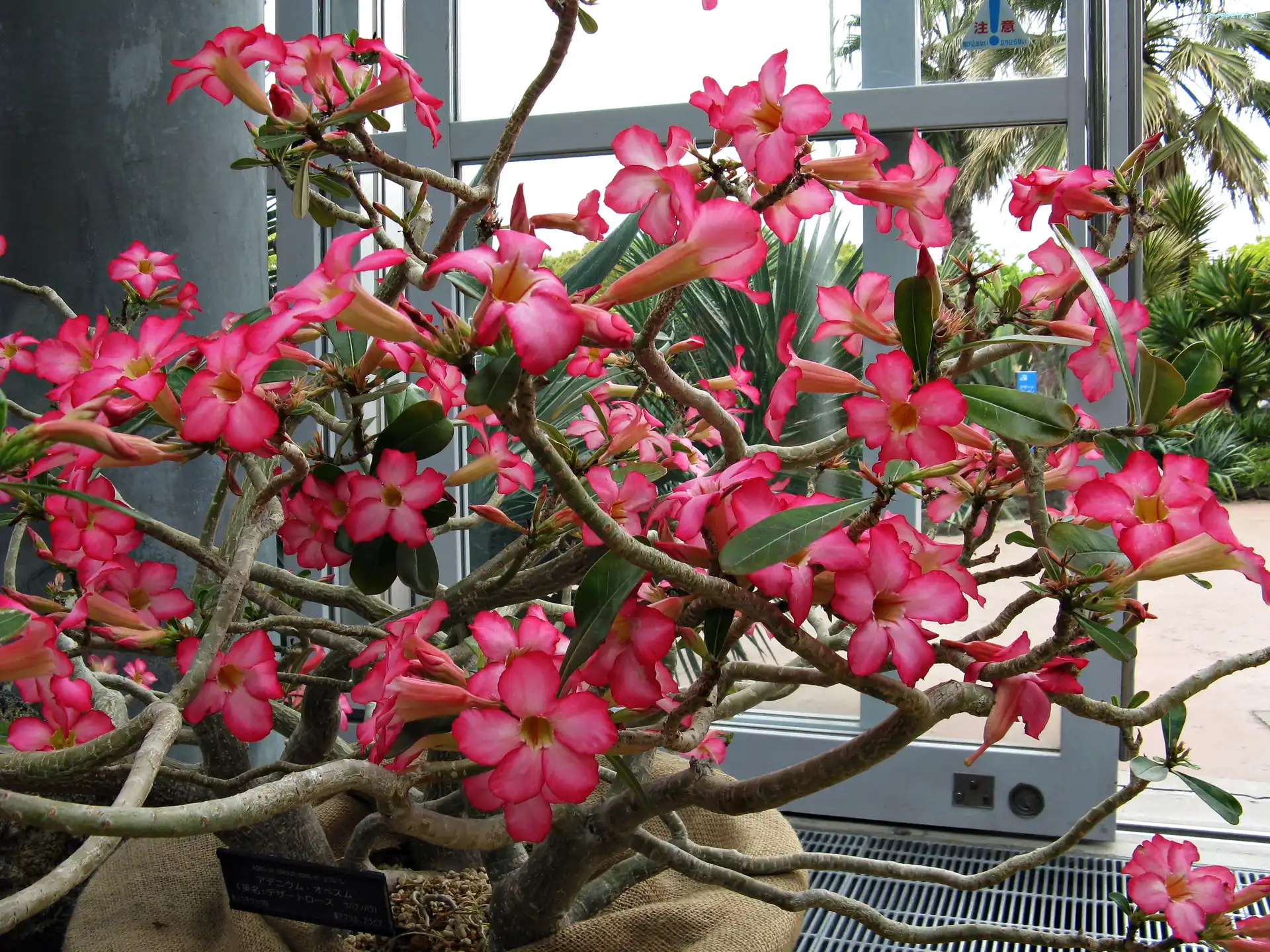 Adenium, Doniczka, Okno, Kwiat