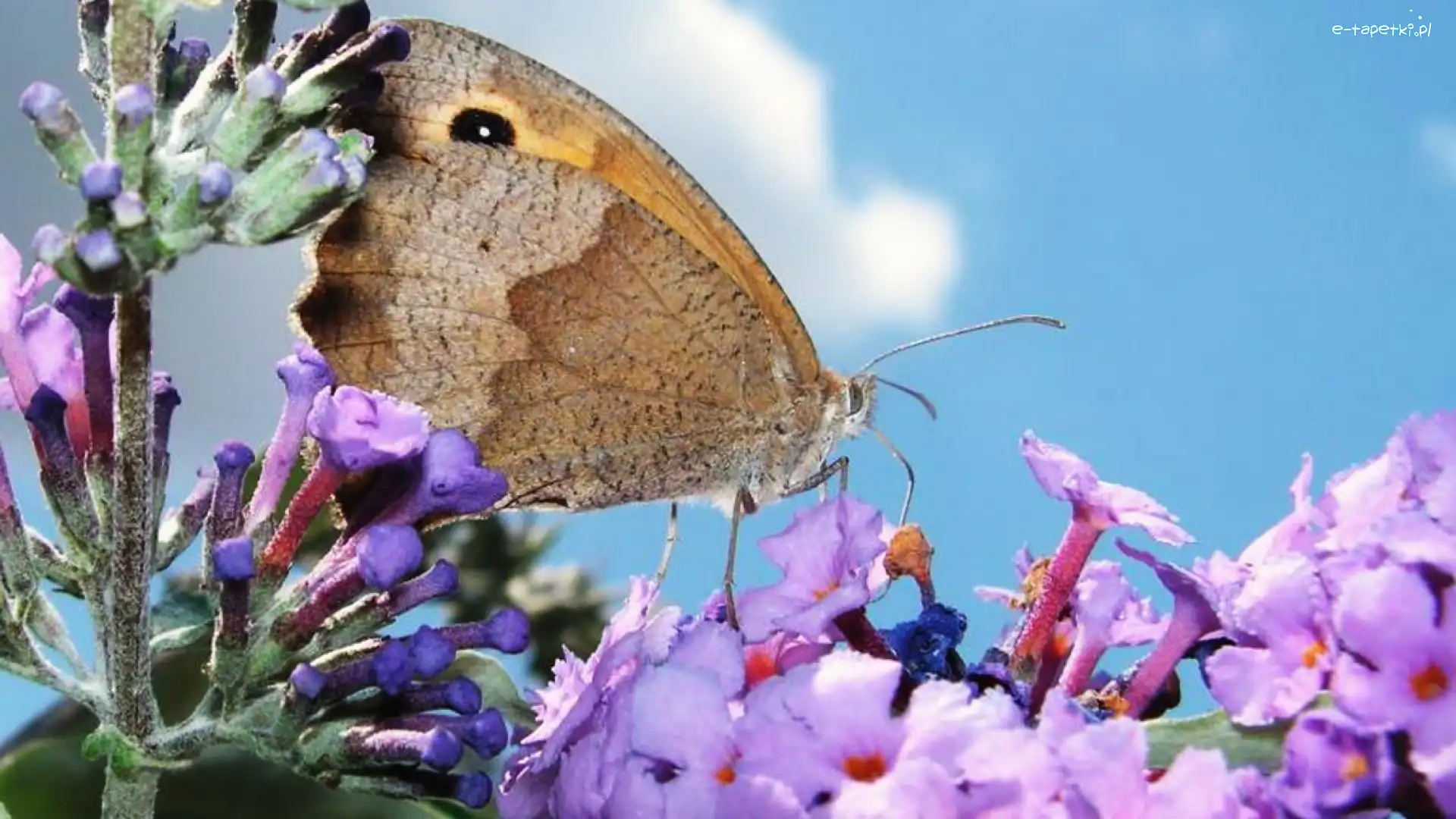 Motyl, Kwiaty, Kolorowe, Owad