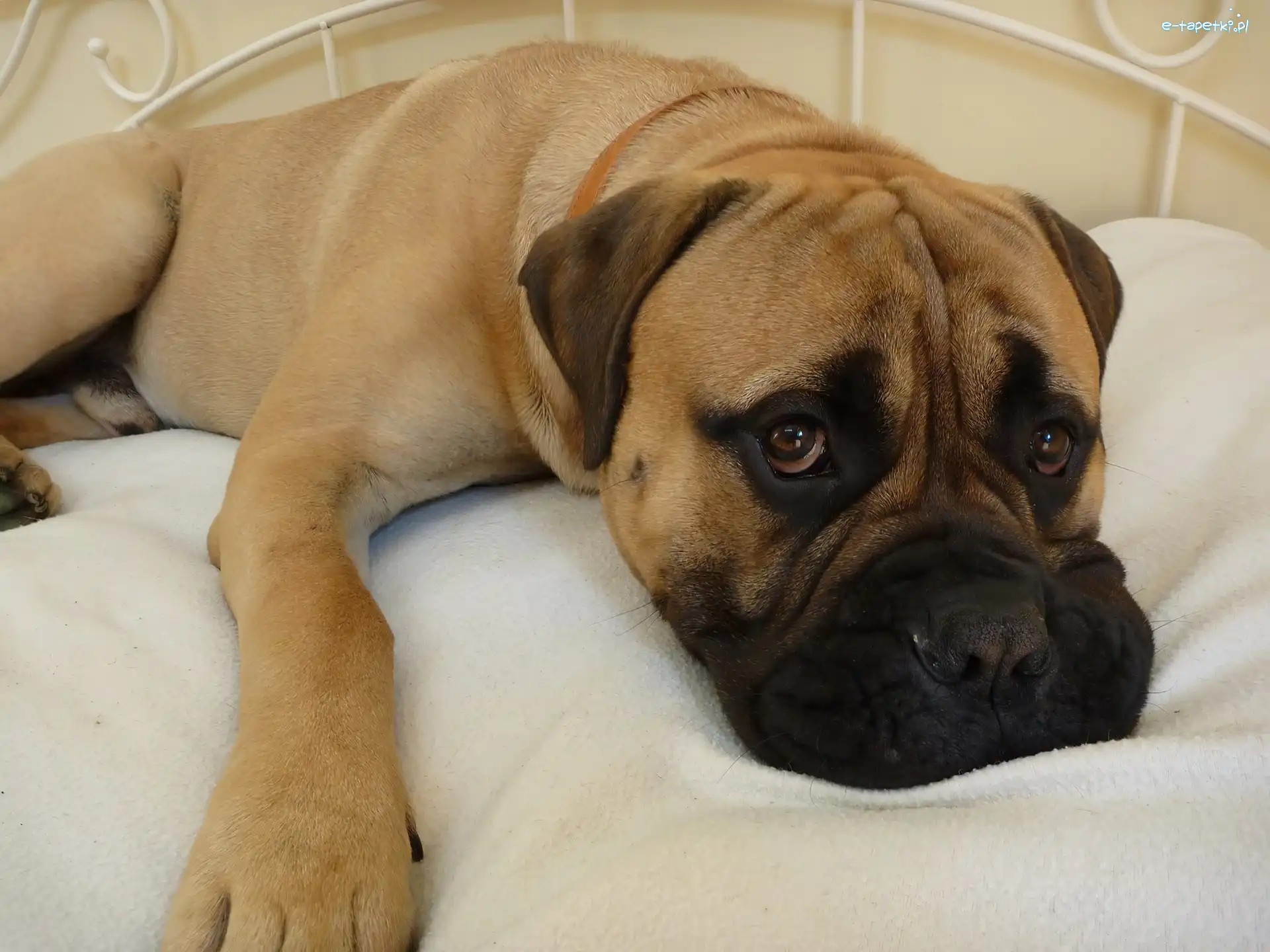 Łóżko, Bullmastiff
