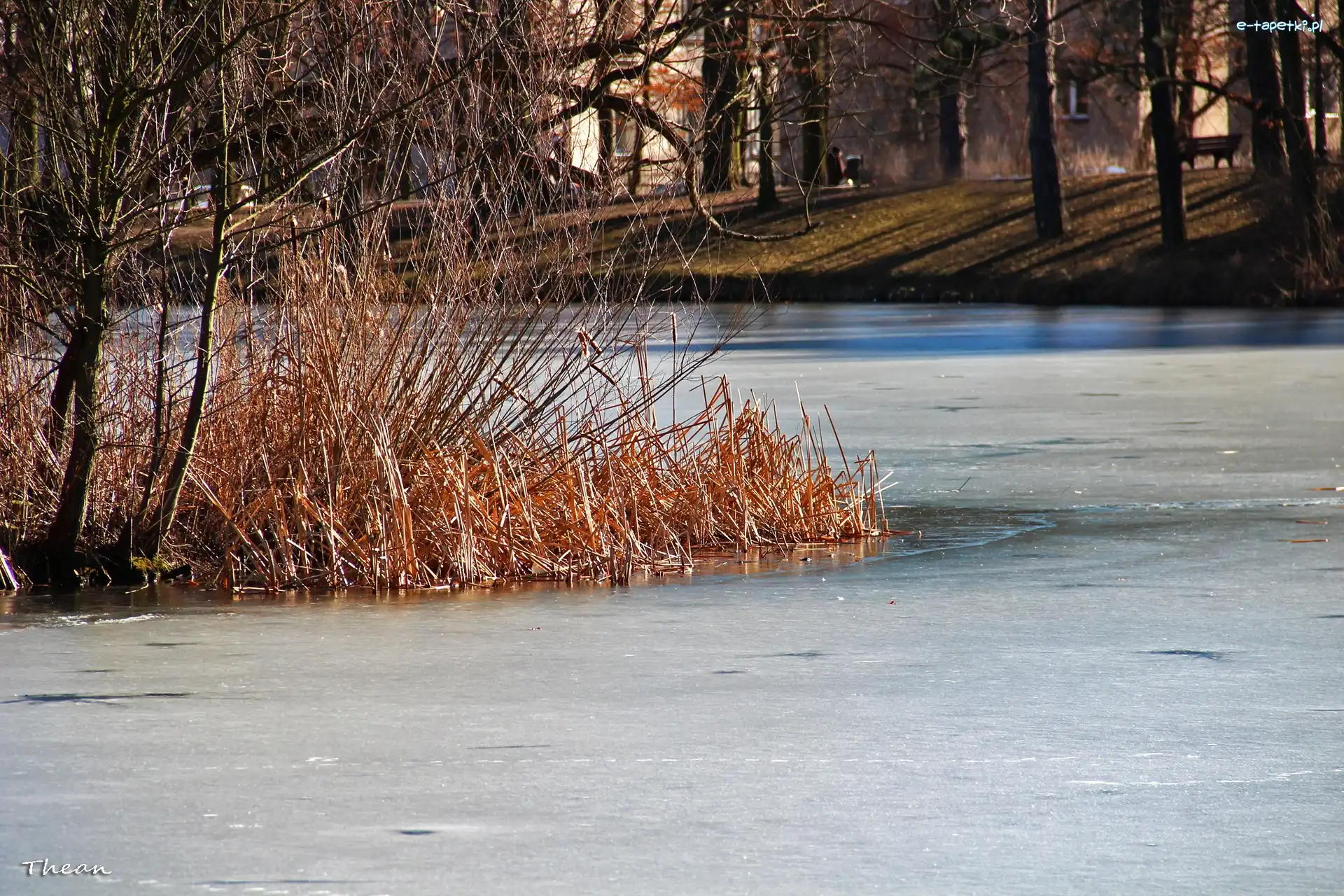 Trzcina, Jezioro, Zamarznięte