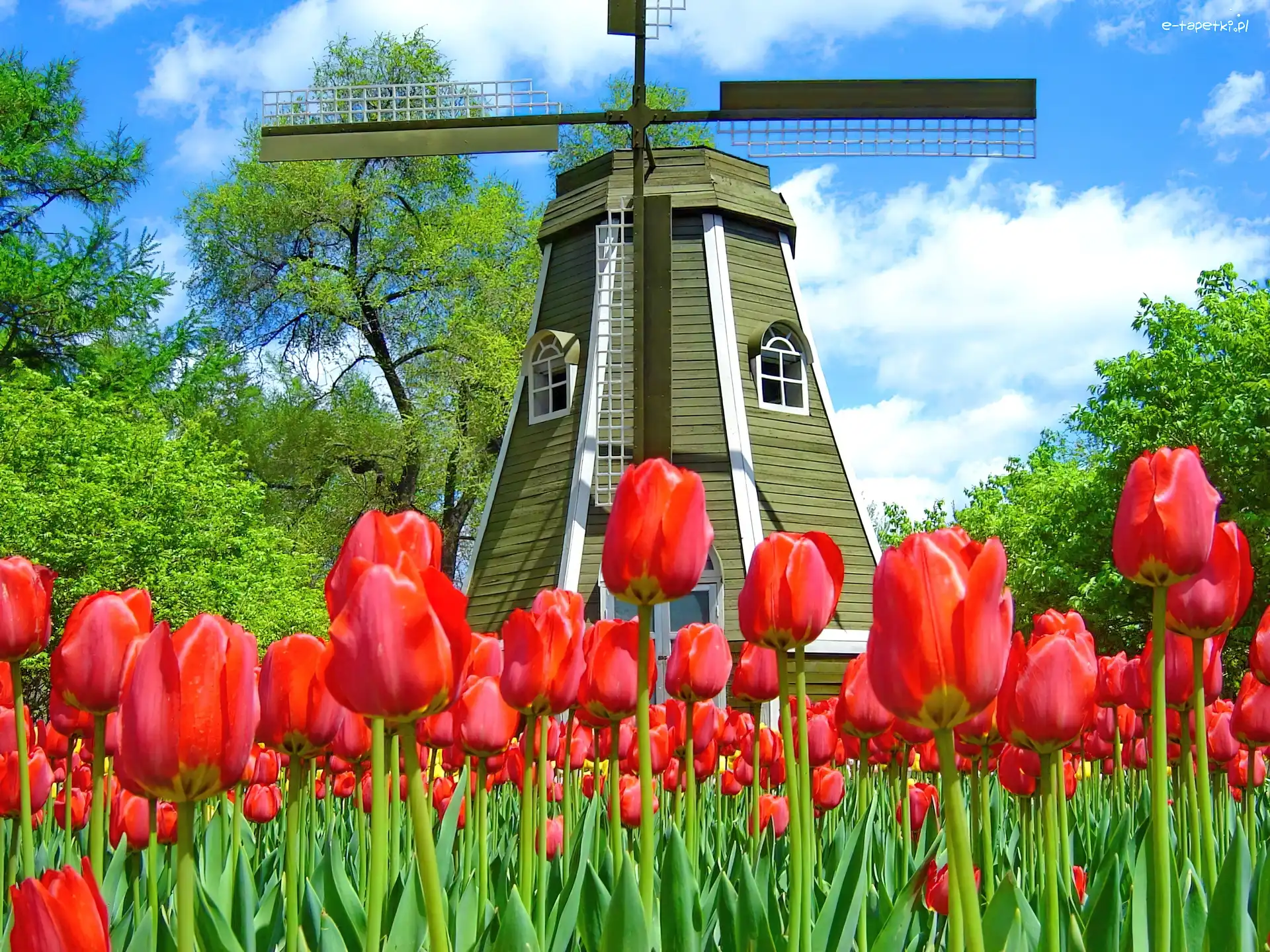 Tulipany, Czerwone, Wiatrak
