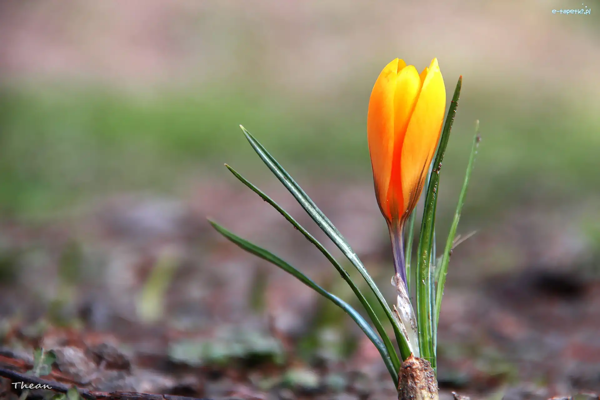 Krokus, Żółty