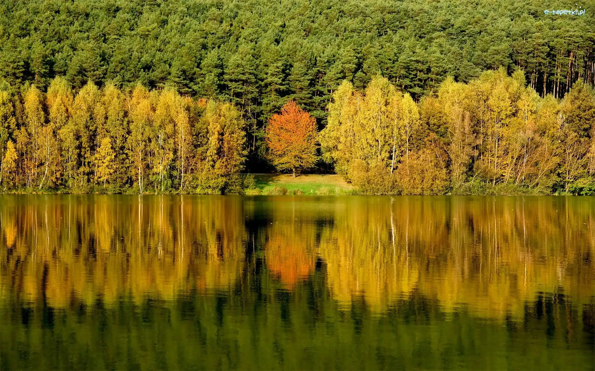 Drzewa, Odbicie, Jezioro, Las