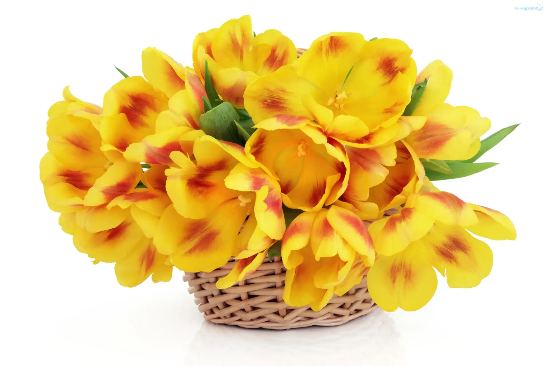 Koszyk, Wiklinowy, Tulipany