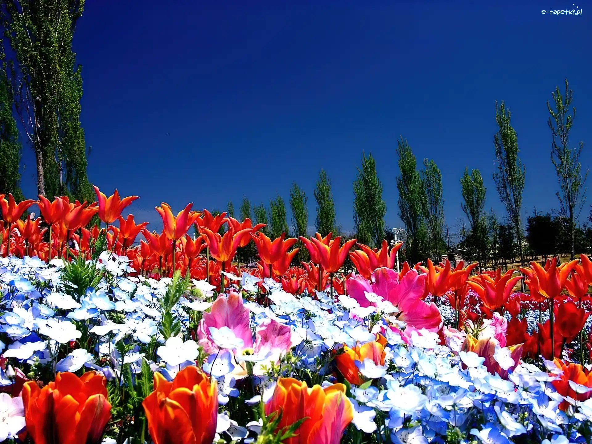 Drzewa, Tulipany, Wiosna