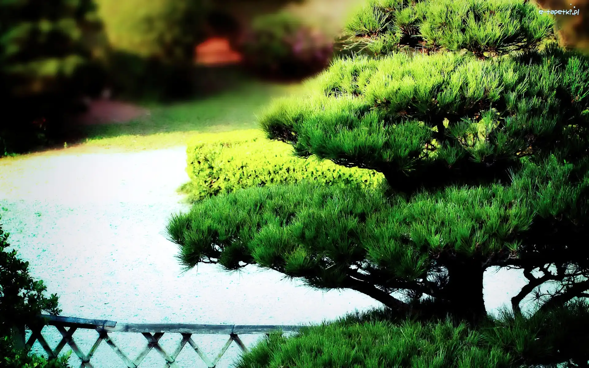 Bonsai, Drzewko, Park
