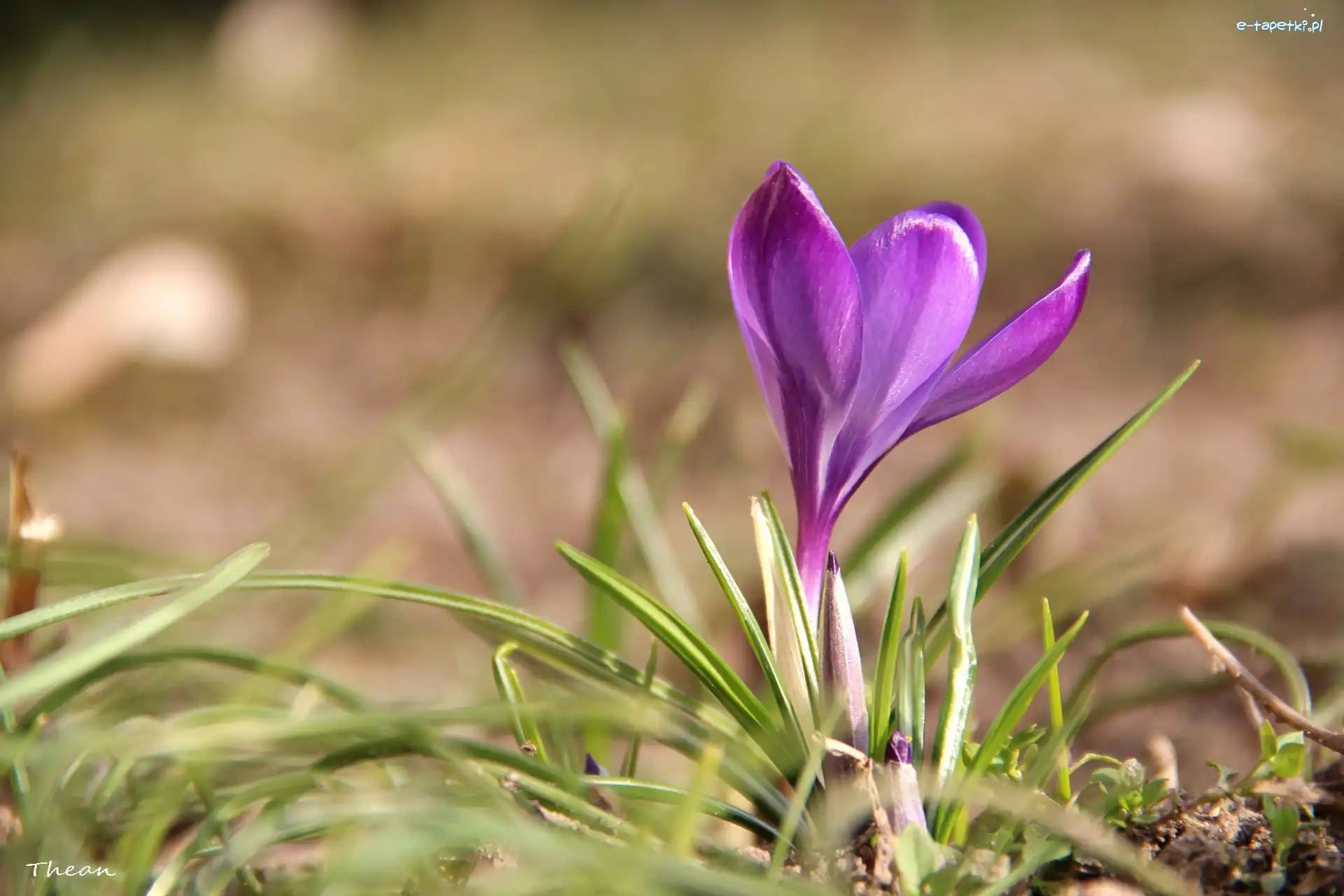 Krokus, Fioletowy