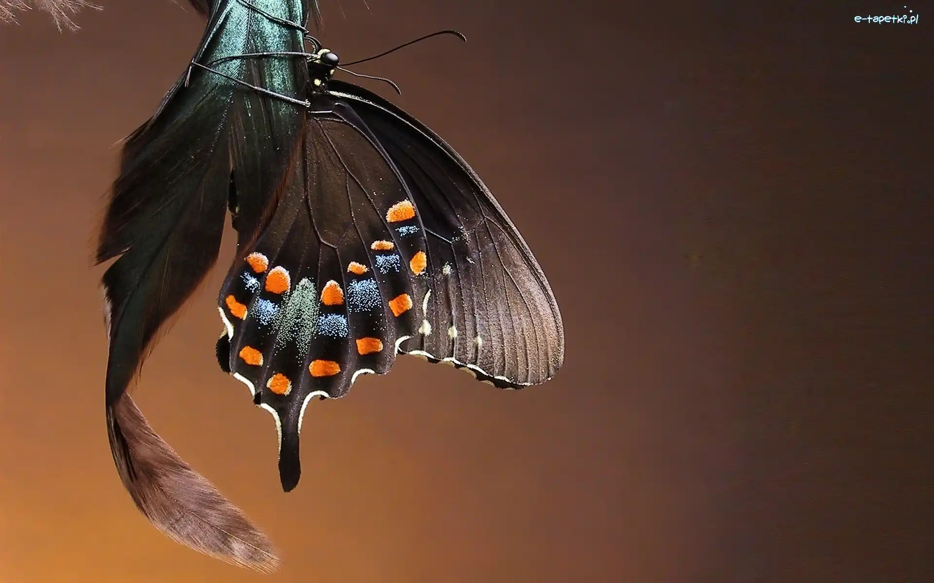 Piórko, Motyl