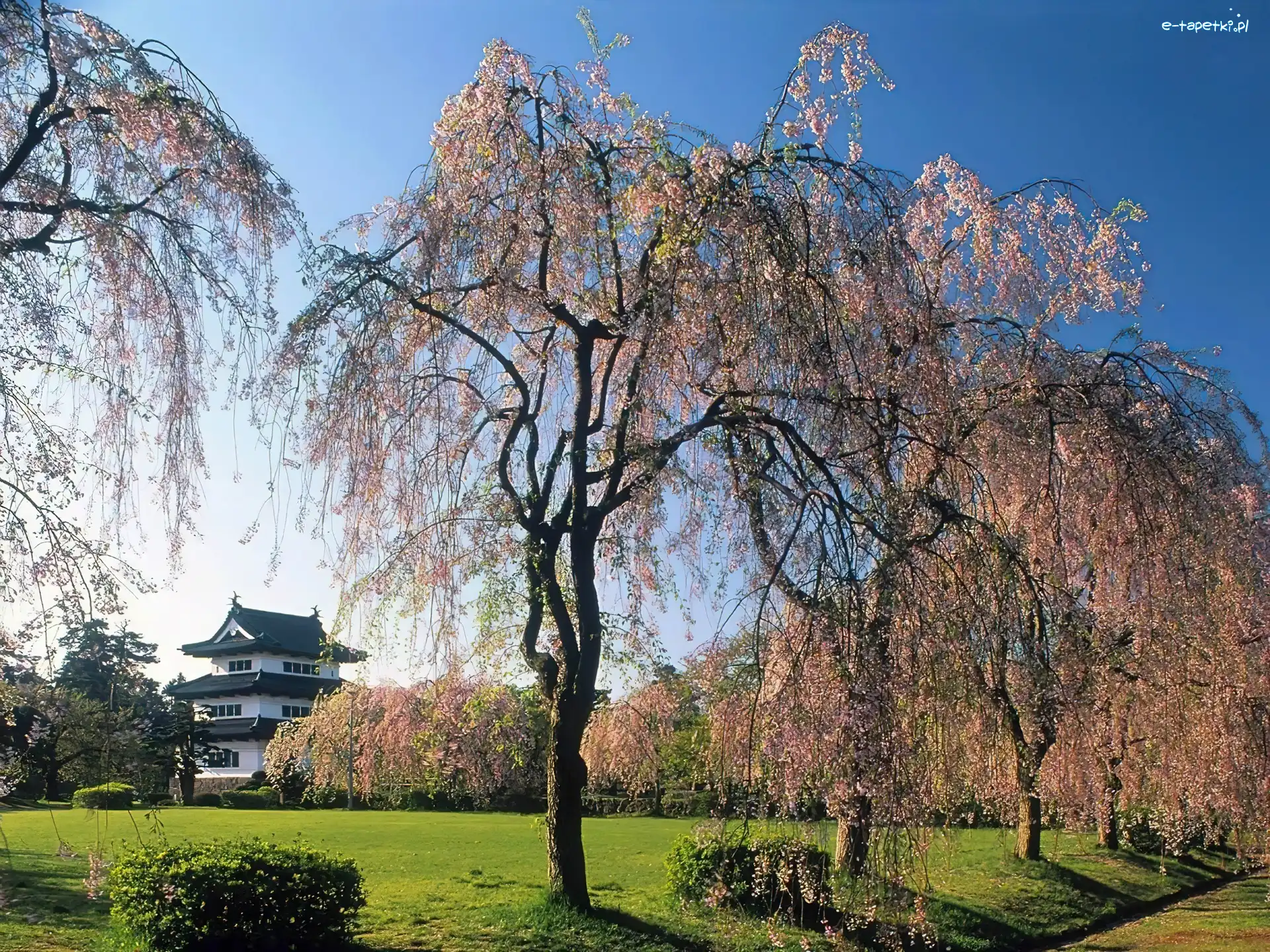 Kwitnące, Dom, Drzewa, Wiosna, Japonia