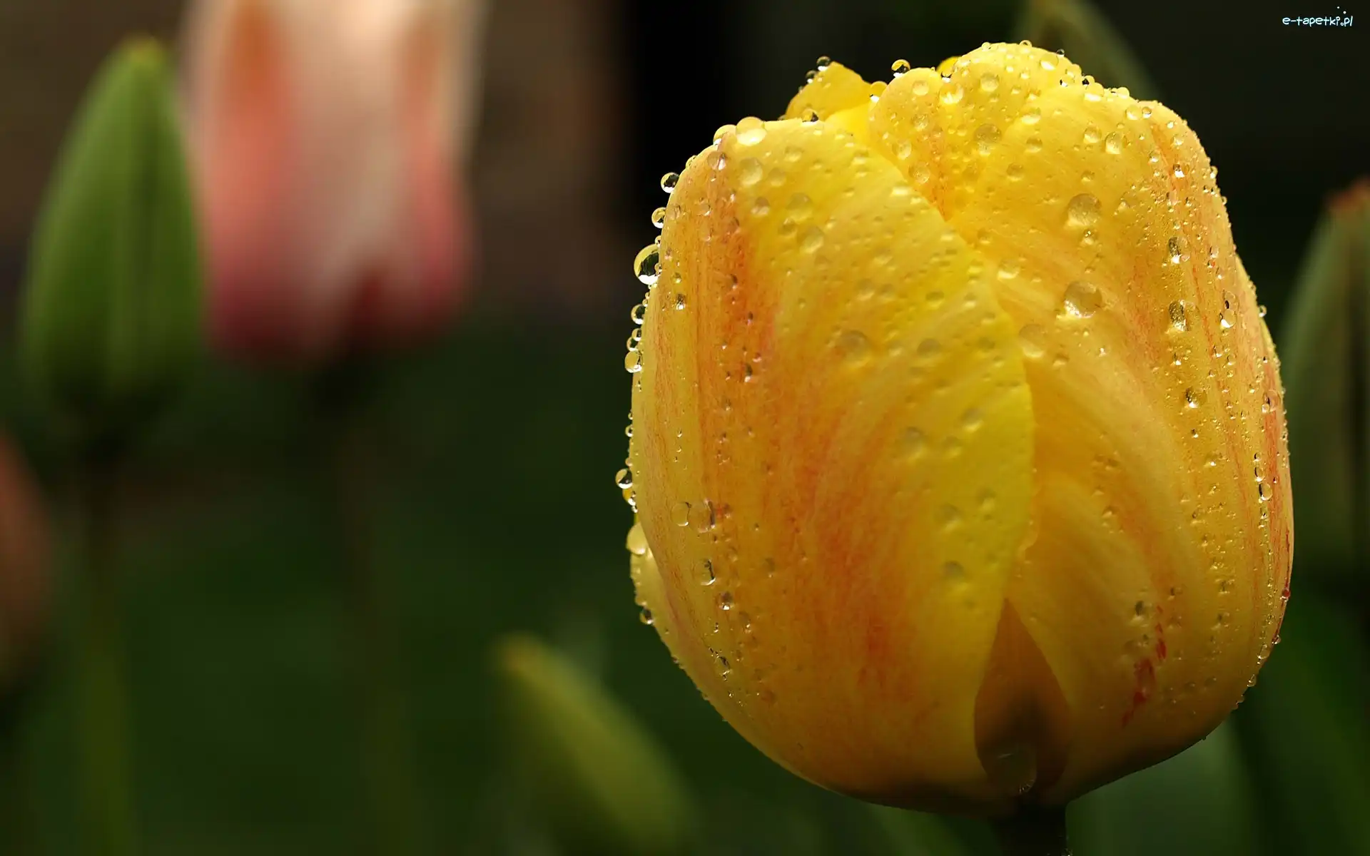 Tulipan, Rosy, Krople, Żółty