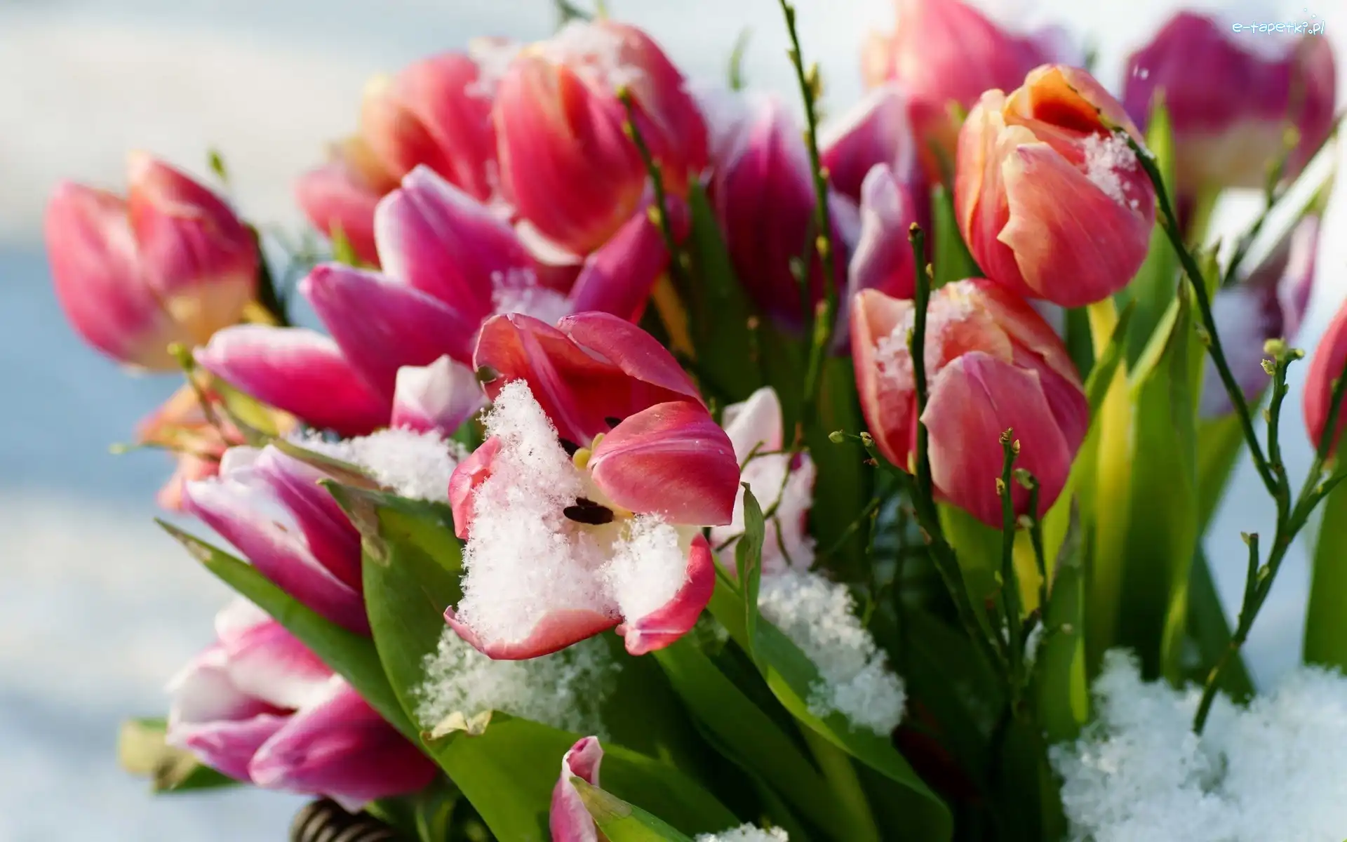 Listki, Śnieg, Tulipany