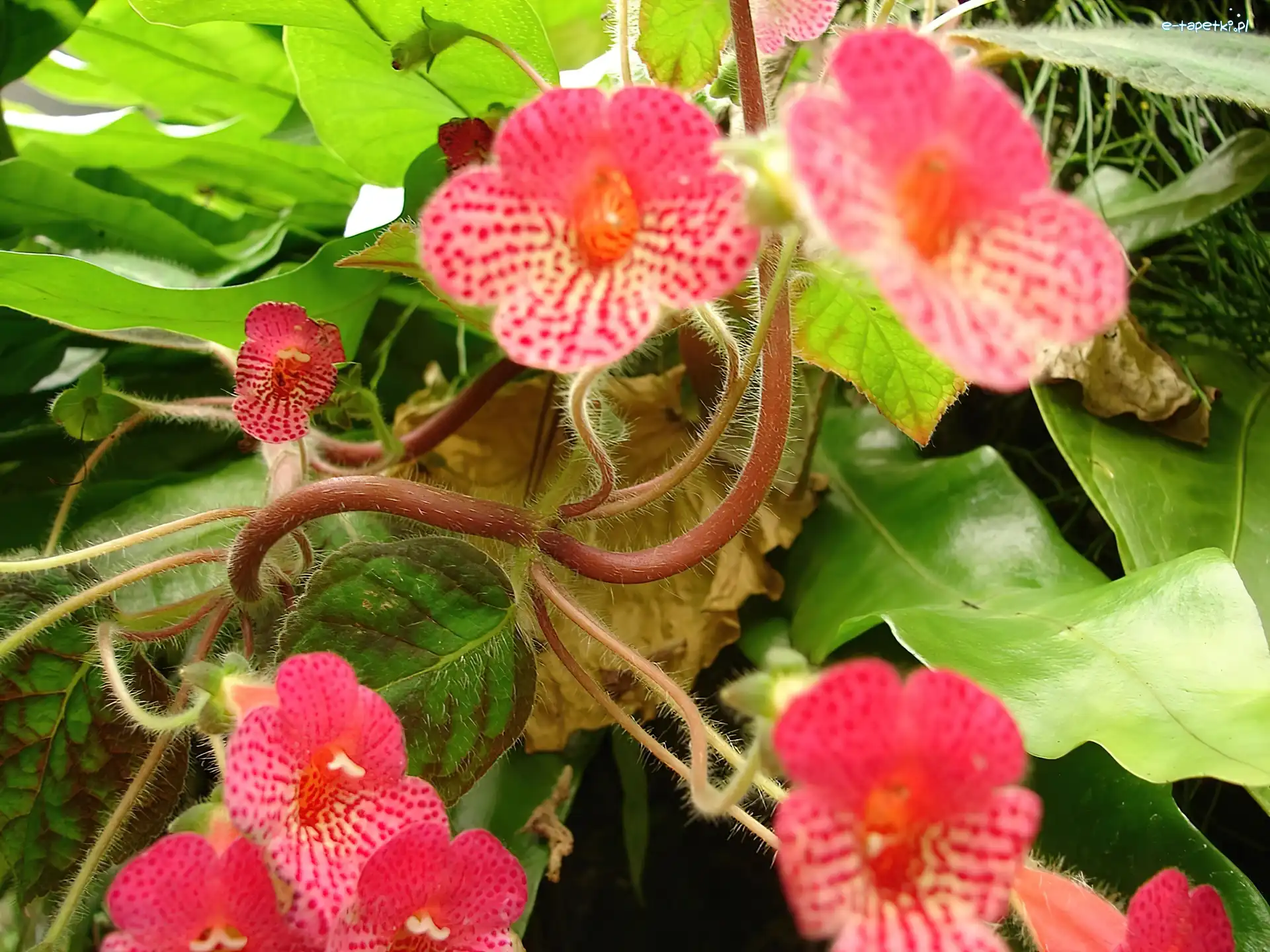Begonia, Kwiaty
