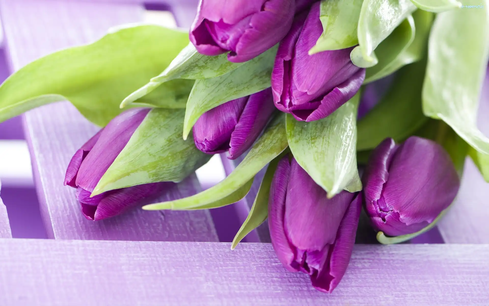 Tulipany, Purpurowe