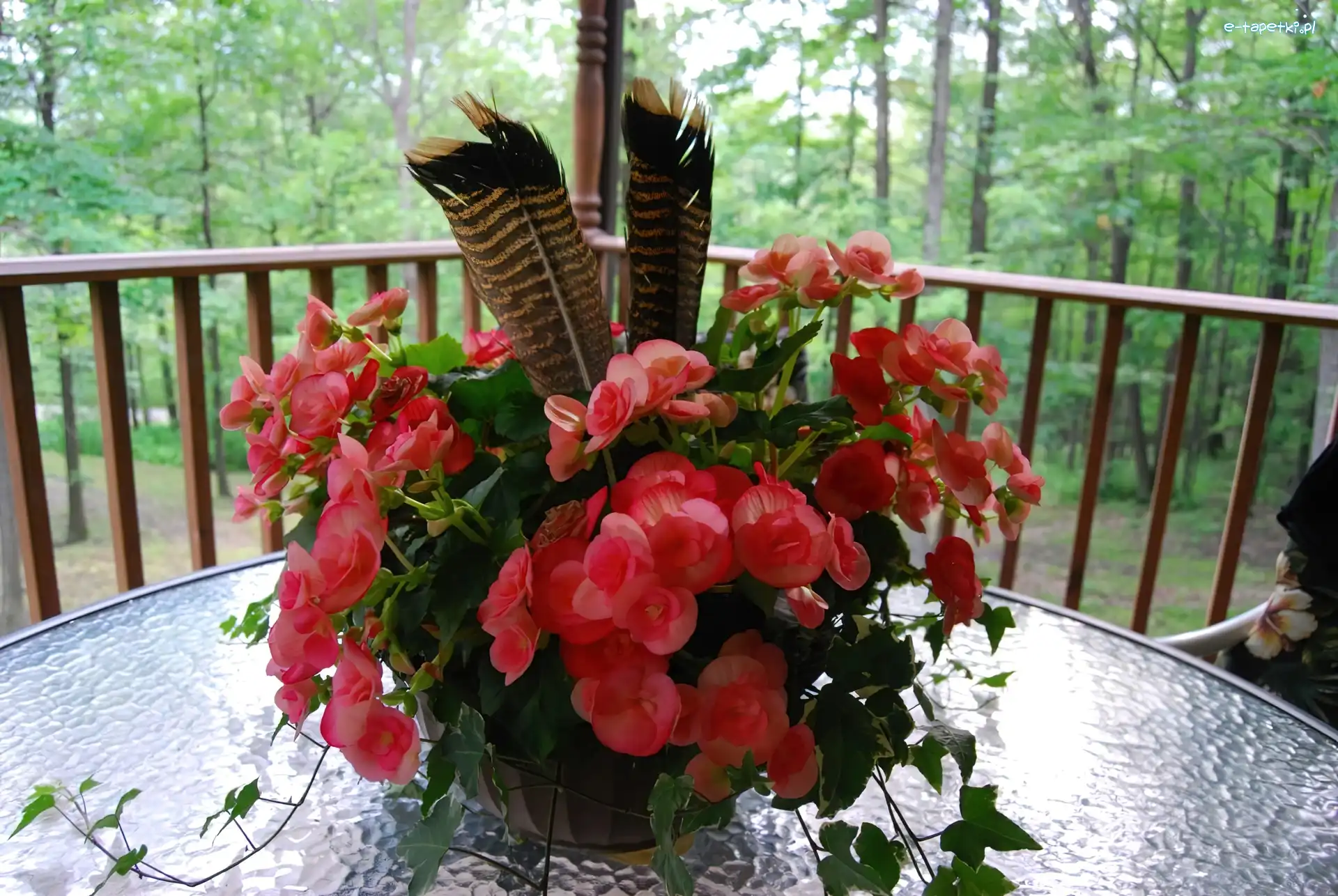 Taras, Begonia