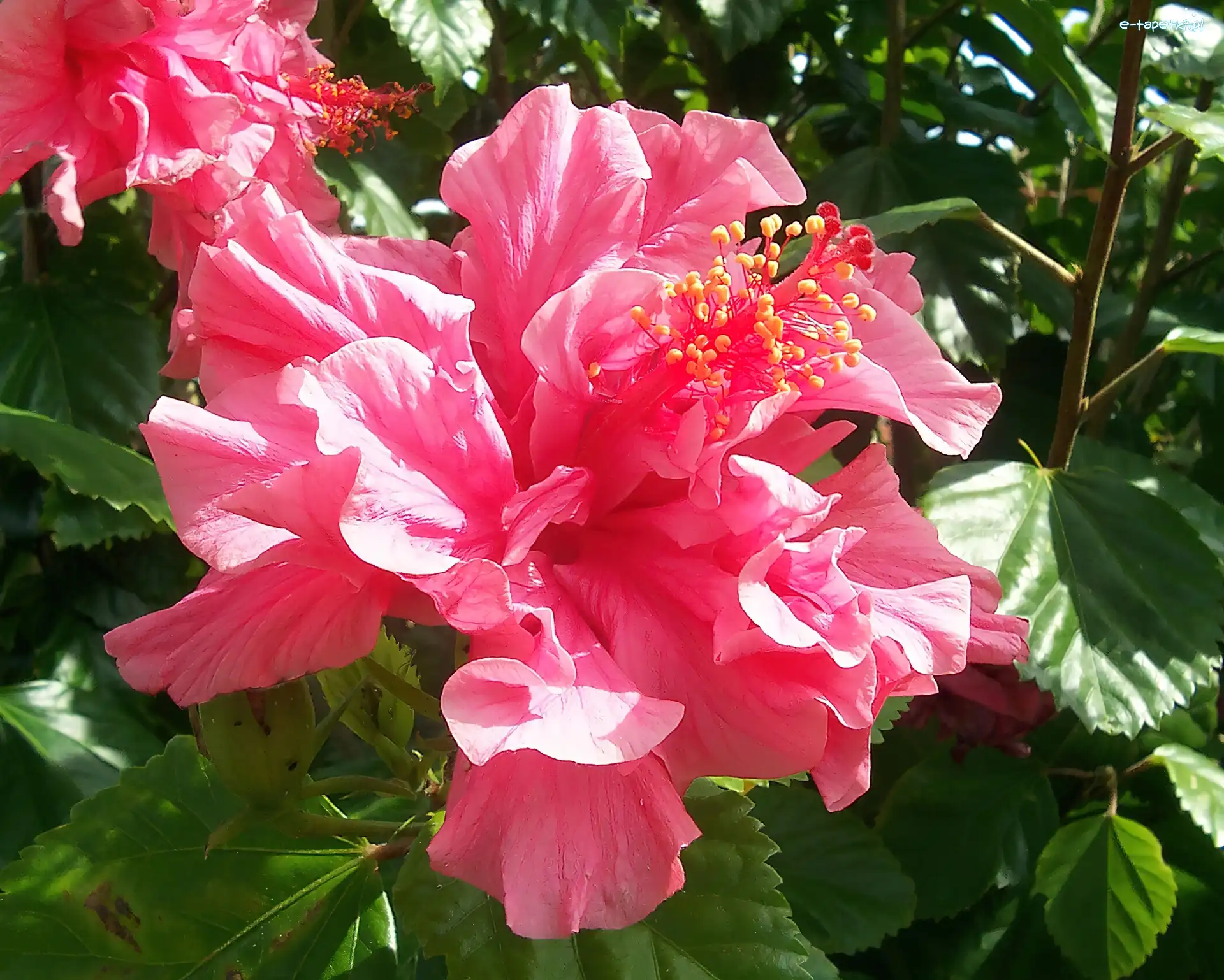 Listki, Hibiskus, Kwiaty