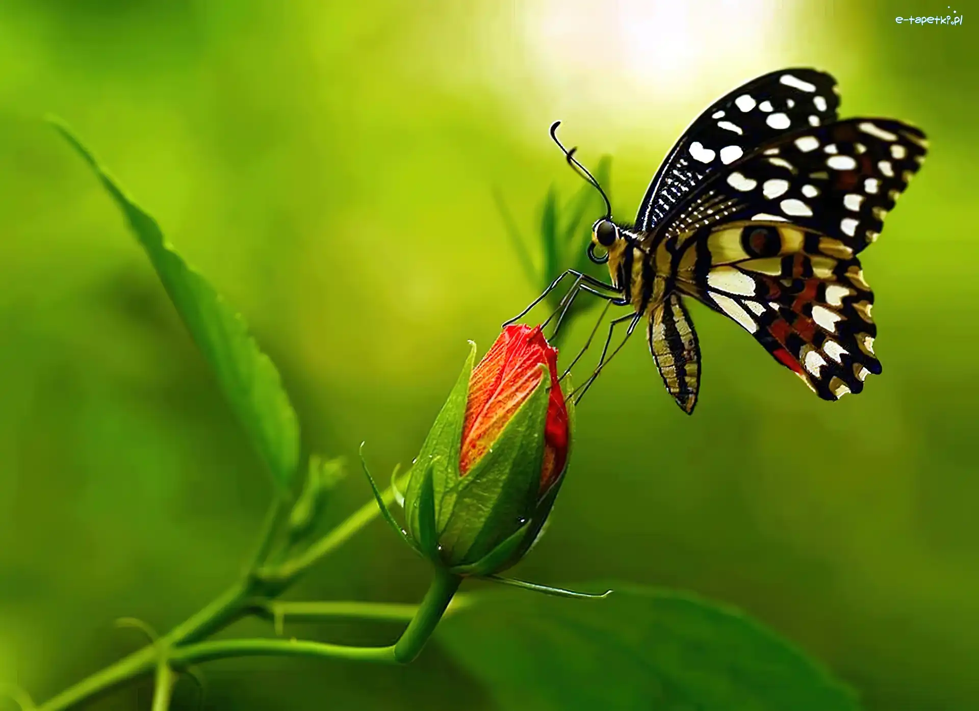 Róża, Motyl
