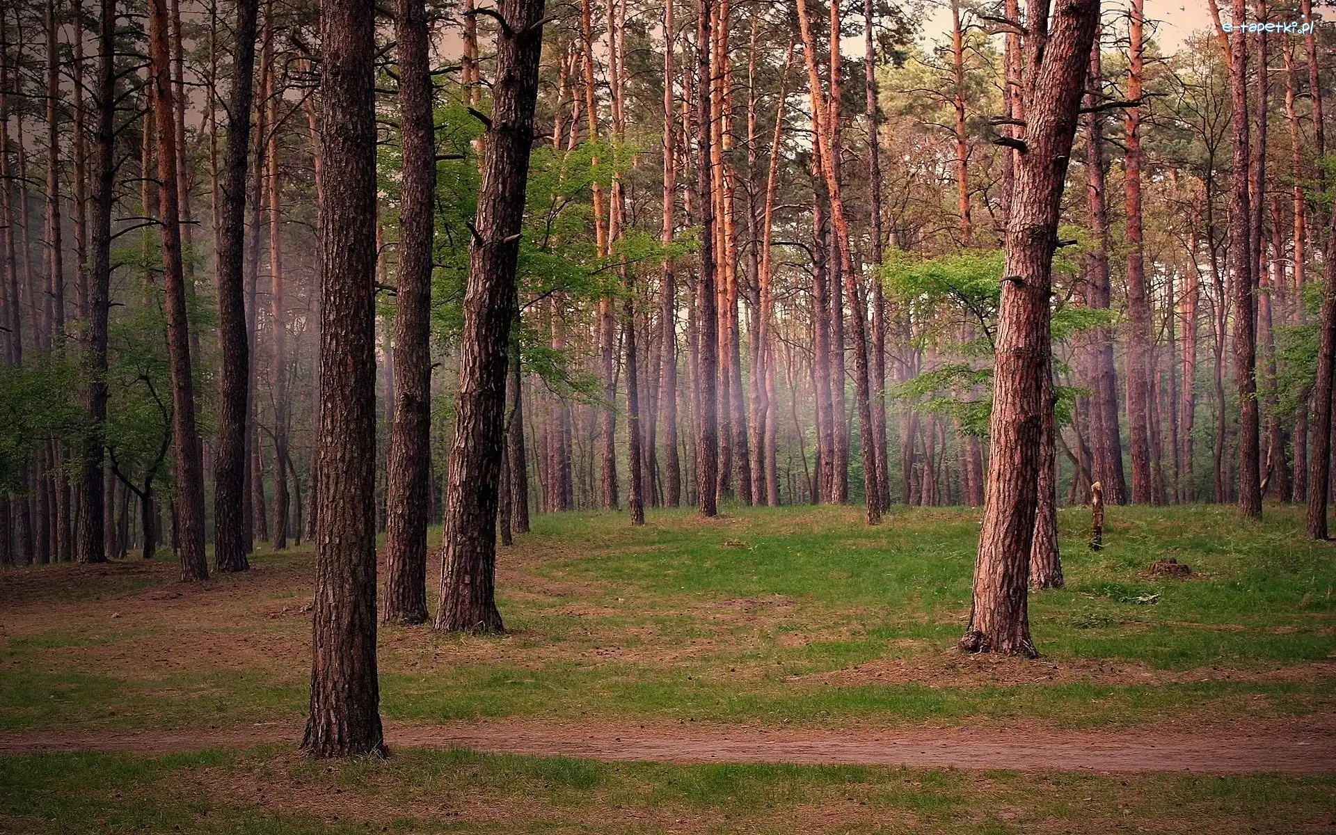 Ścieżka, Las