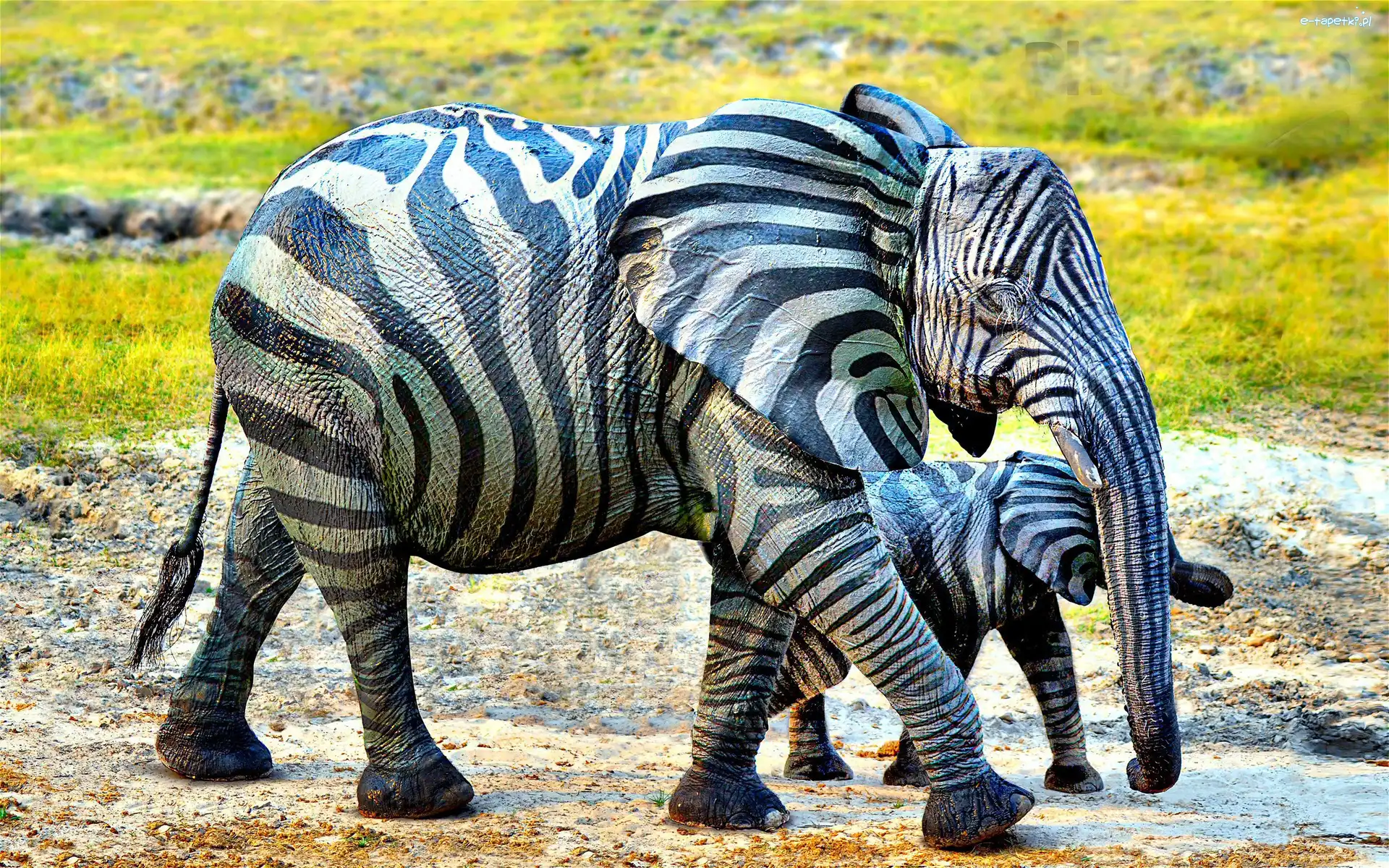 Śmieszne, Bodypainting, Słonie