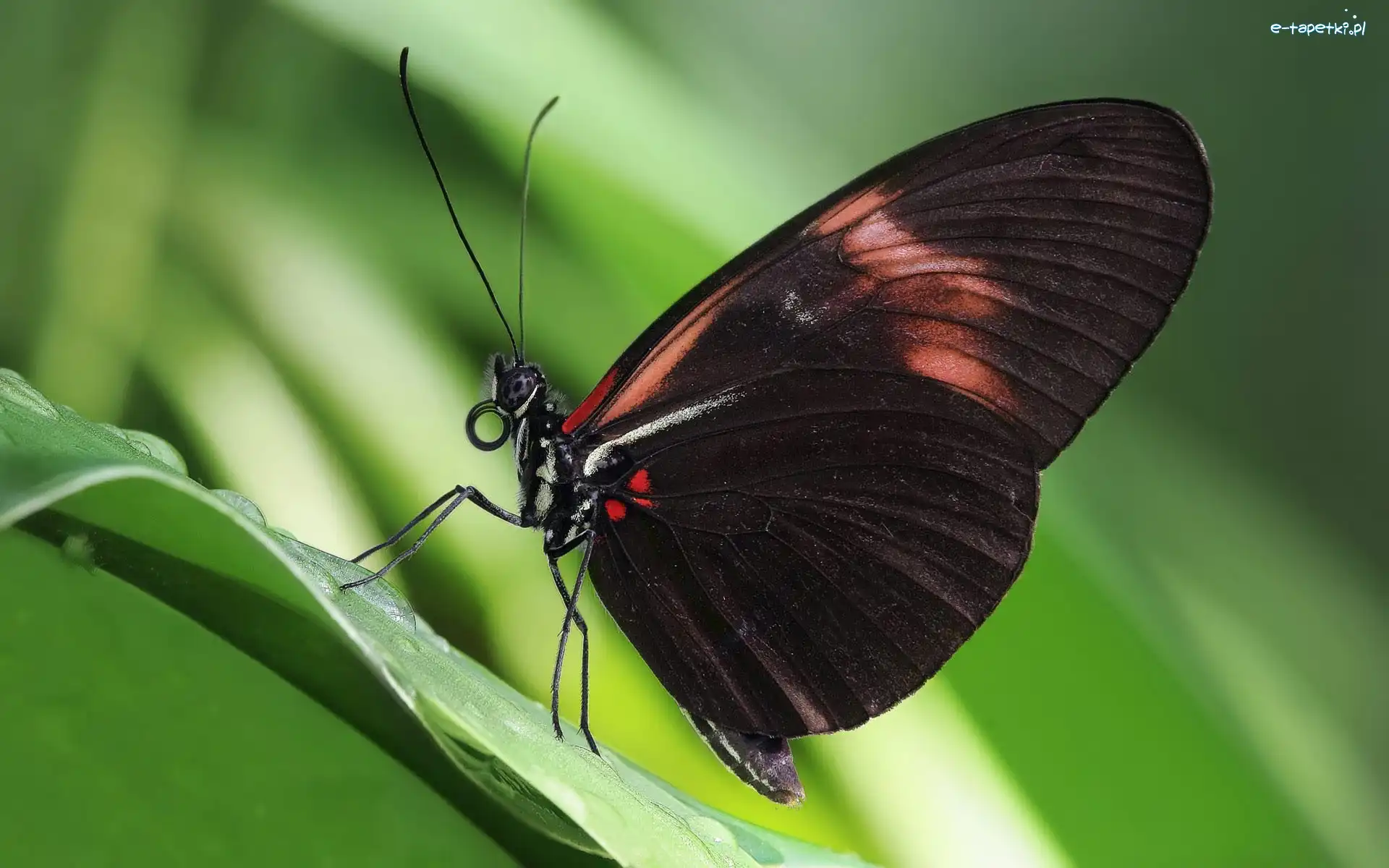 Motyl, Czarnobrązowy