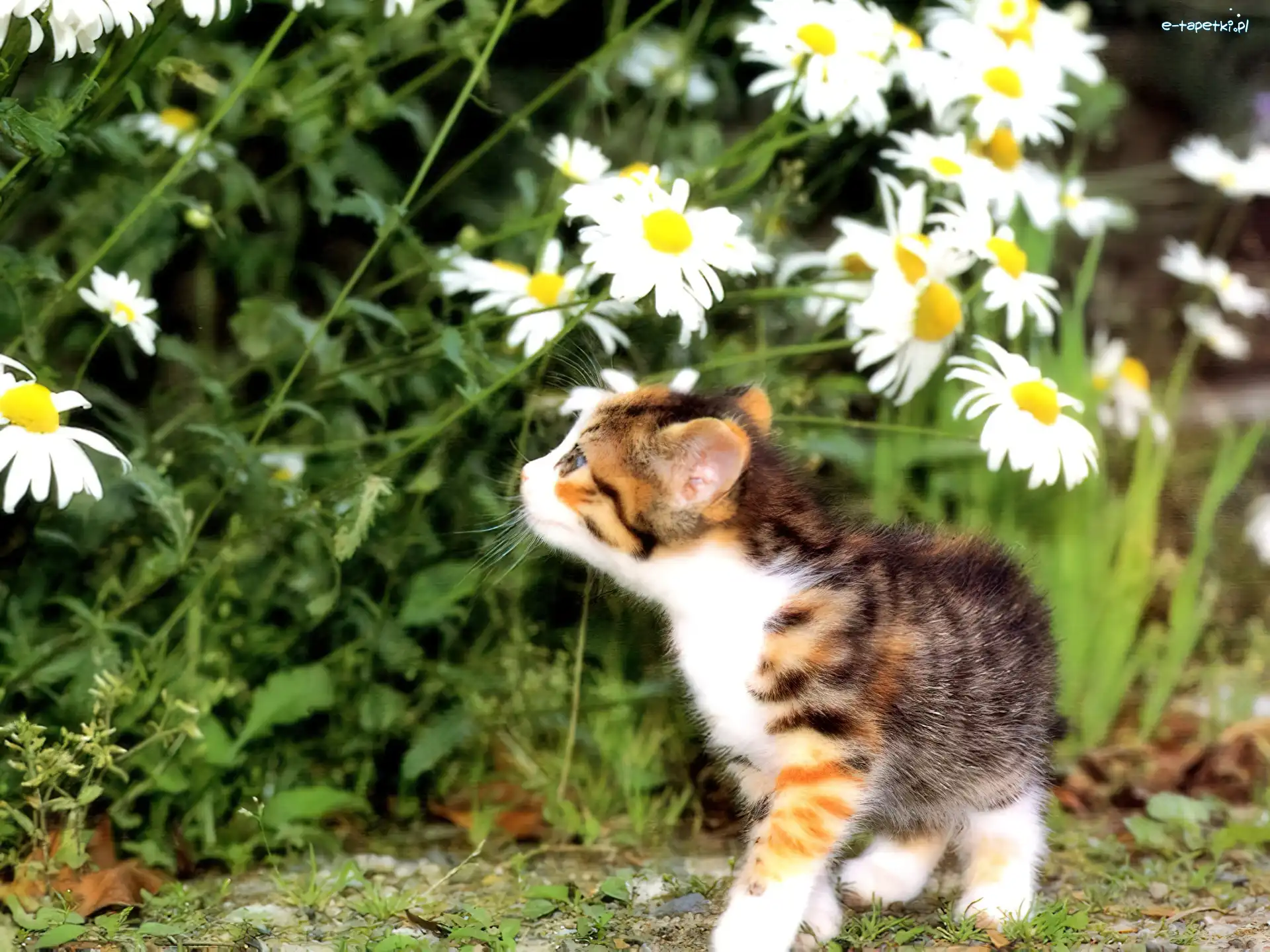Mały, Łąka, Kotek, Margerytki, Białe