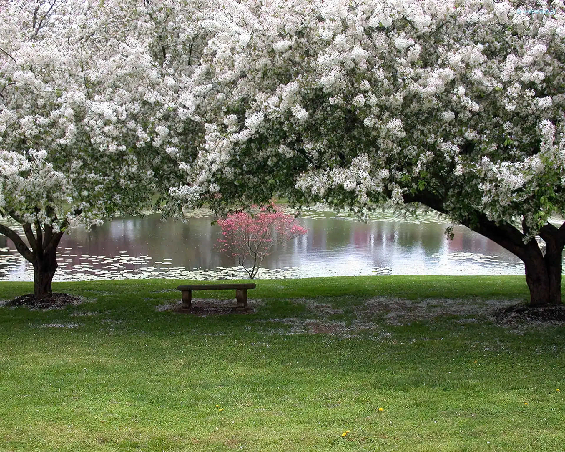 Park, Kwitnące, Rzeczka, Ławeczka, Drzewa