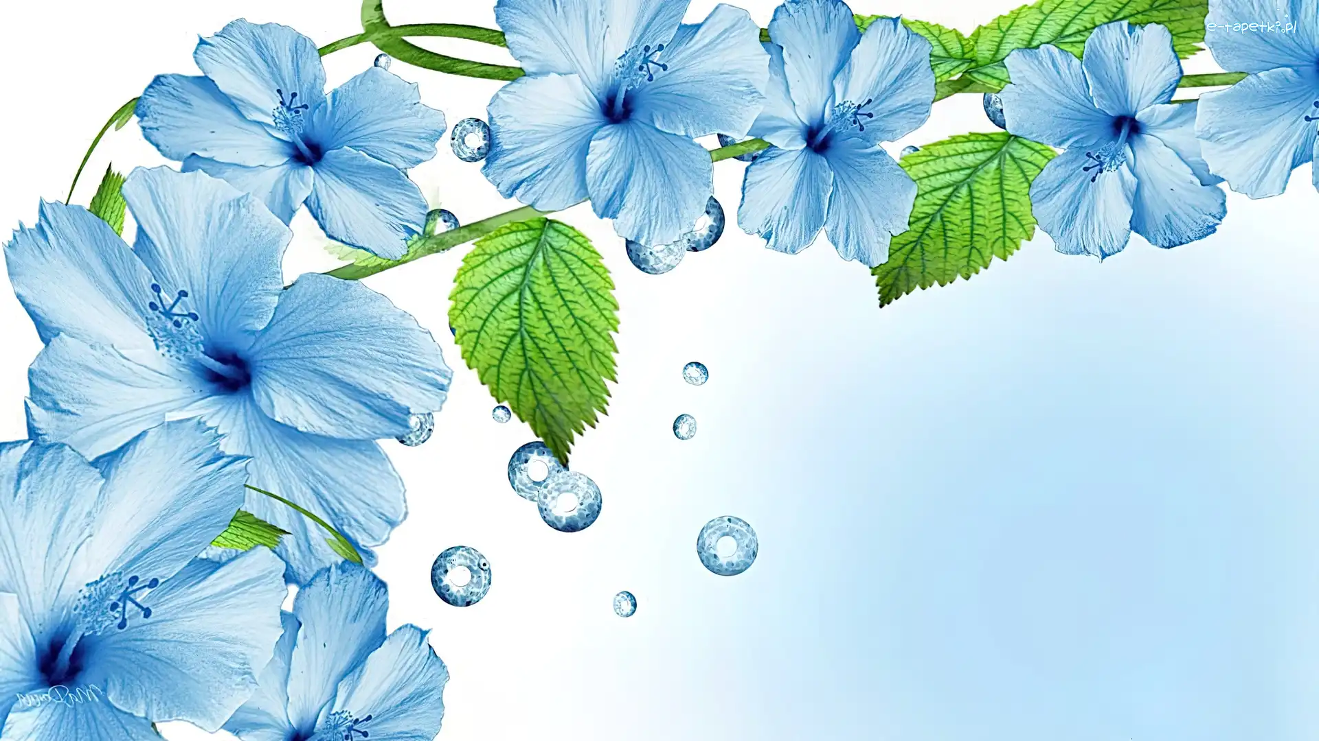 Błękitny, Art, Hibiskus, Kwiaty