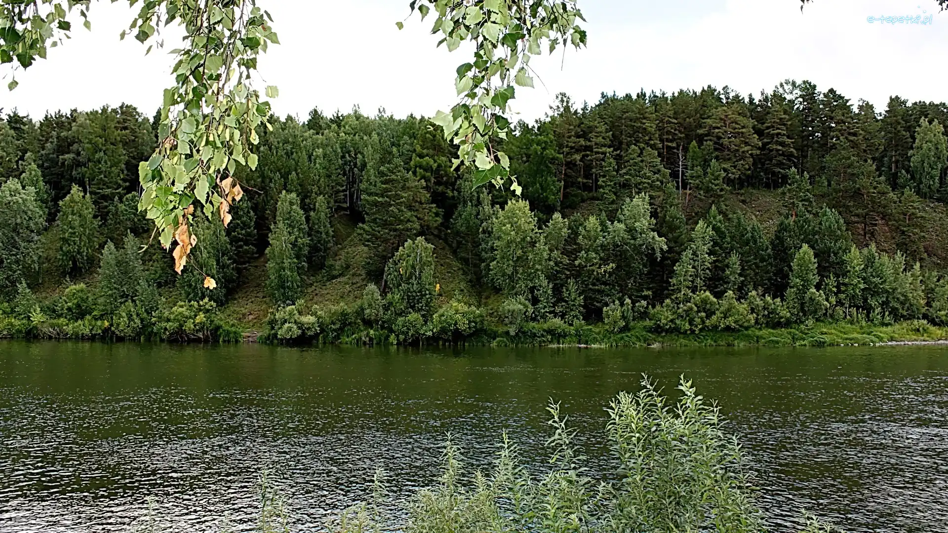 Gałązki, Las, Rzeka