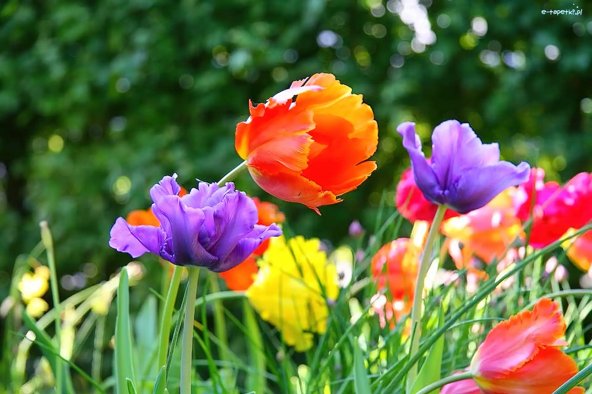Park, Tulipany
