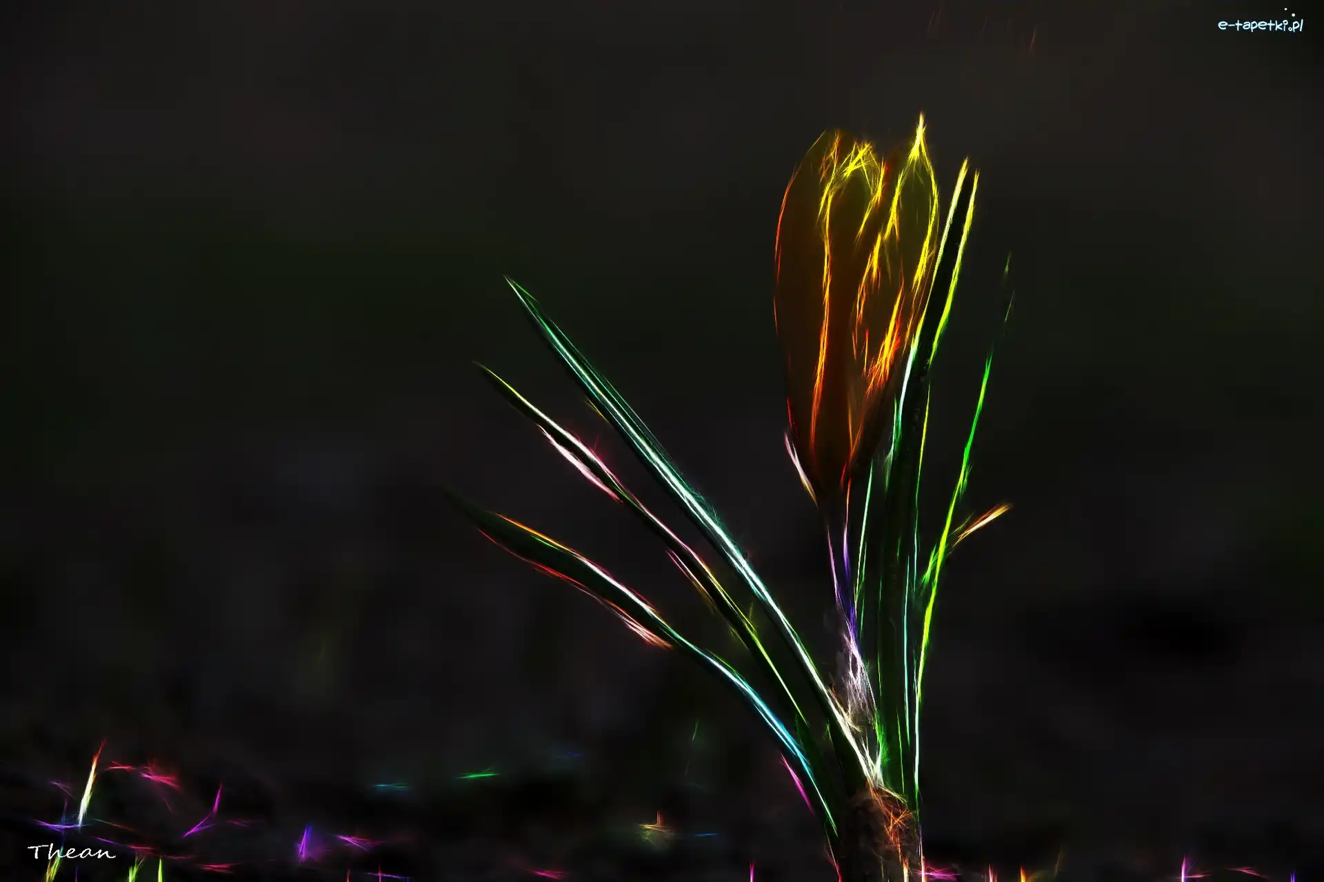 Fractalius, Krokus
