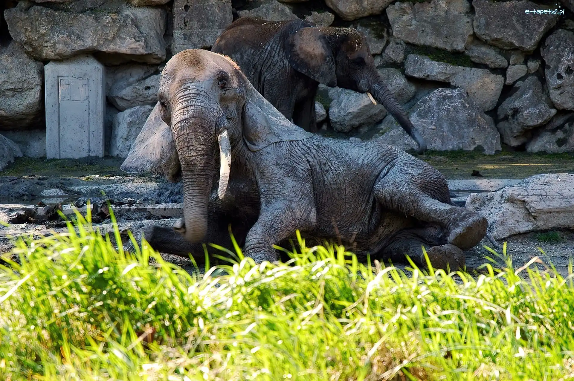 Zoo, Słoń