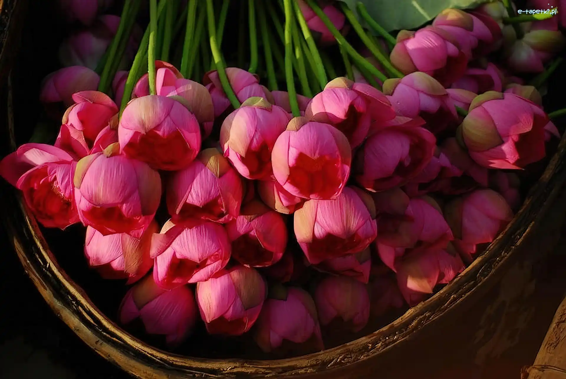 W Koszyku, Tulipany