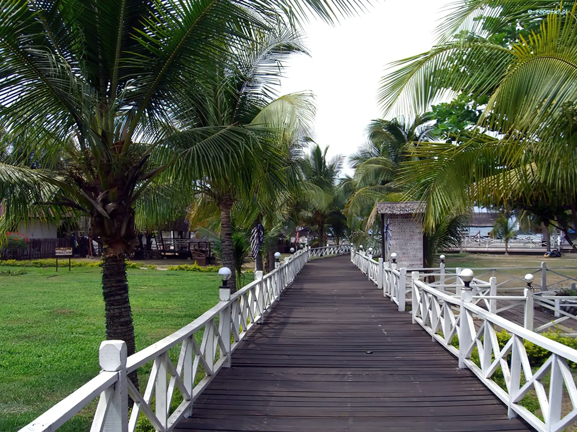 Palmy, Molo
