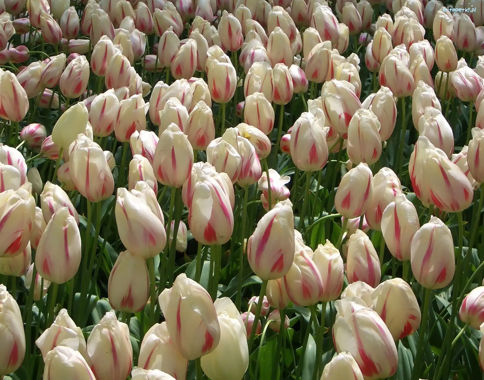 Tulipany, Kwiaty