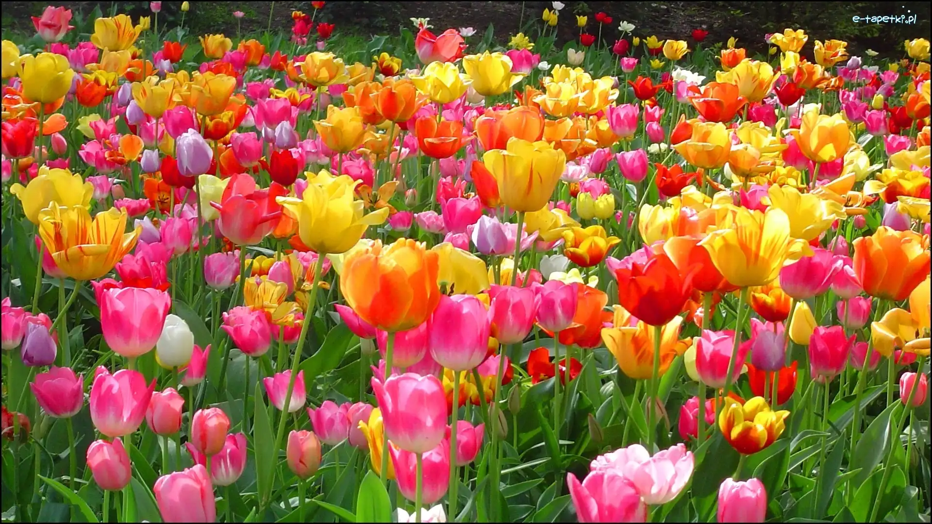 Tulipany, Kolorowe, Kwiaty