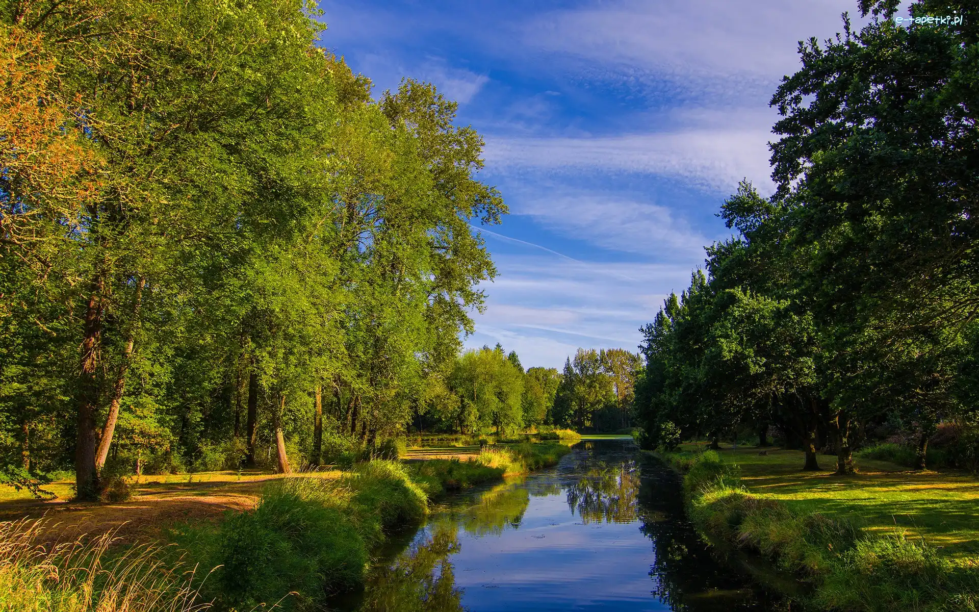 Rzeka, Trawy, Drzewa, Park
