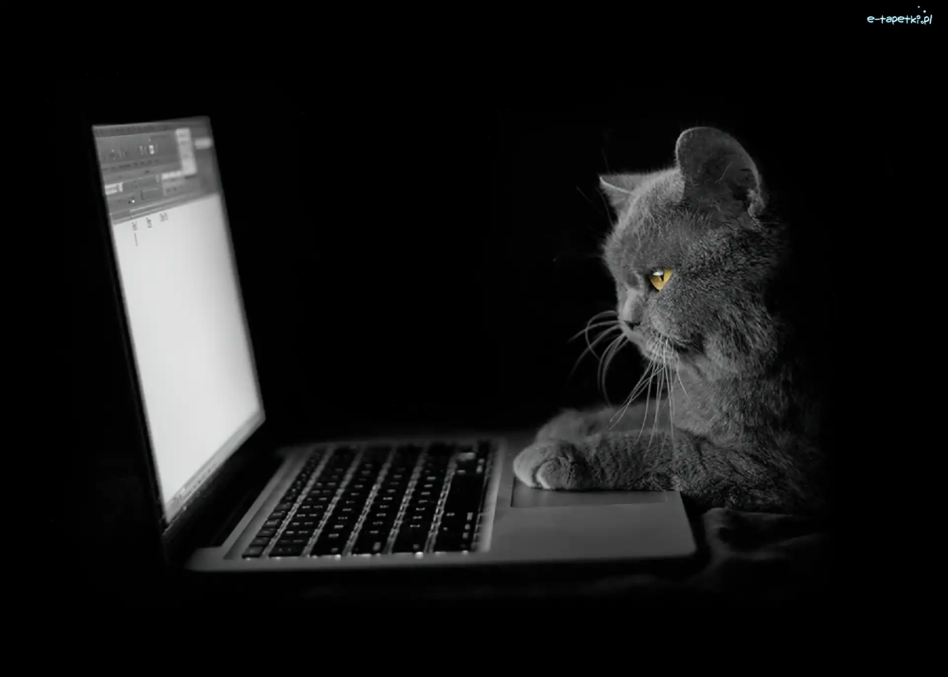 Laptop, Kot