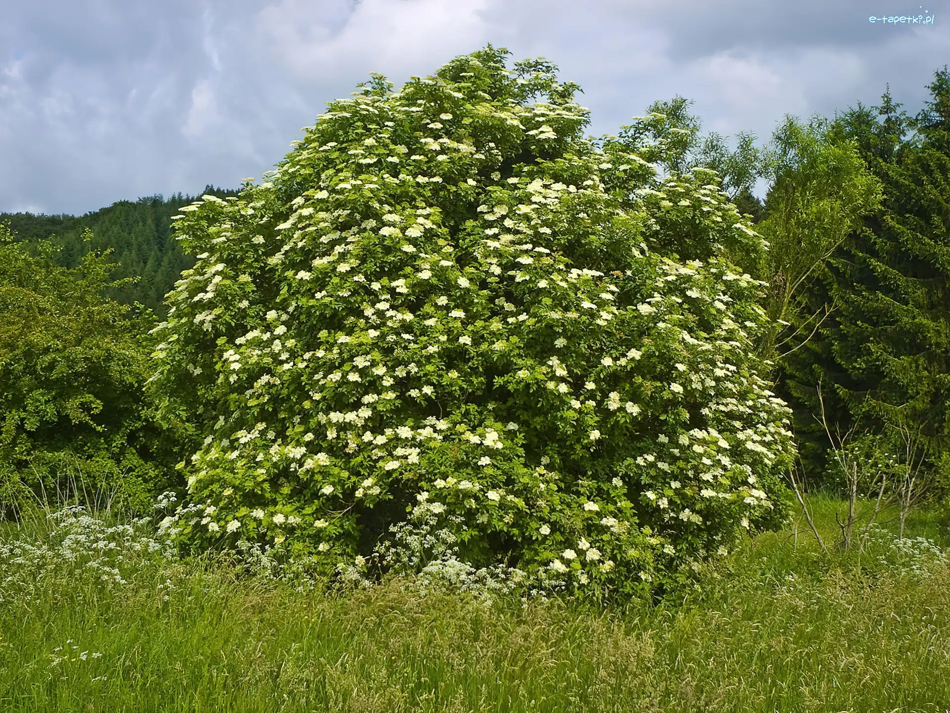 Dziki, Łąka, Bez, Biały