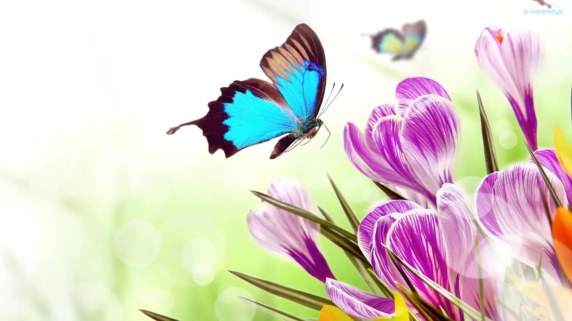 Motyl, Krokusy, Kwiaty