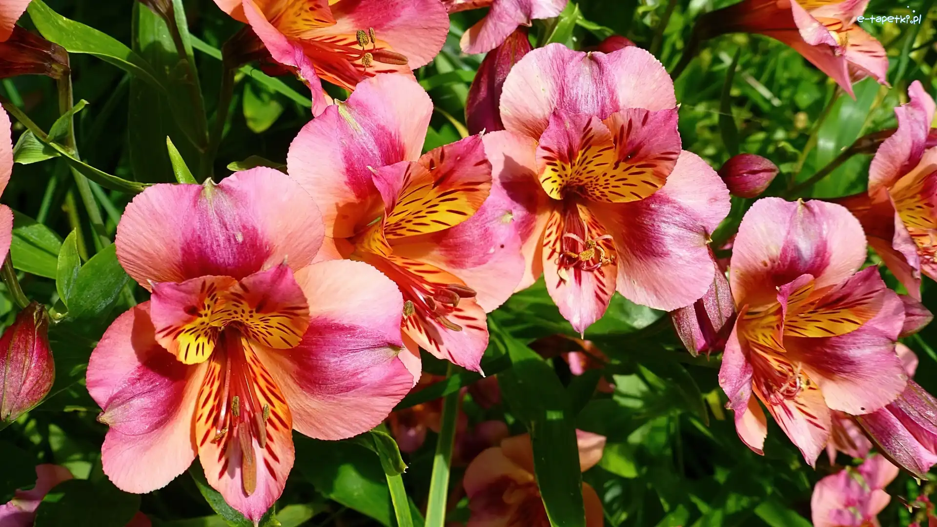 Alstroemeria, Kwiaty