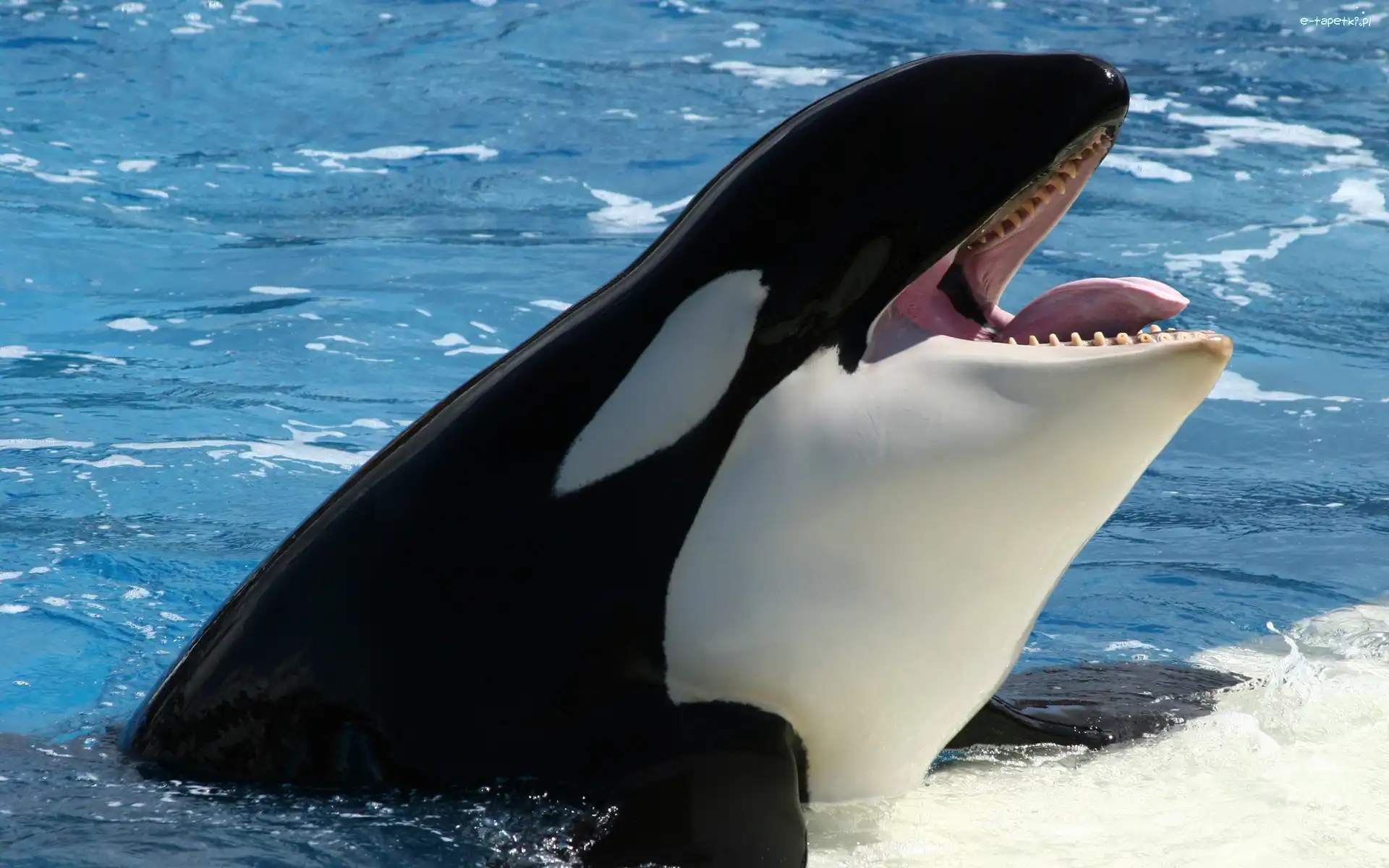 Basen, Orka