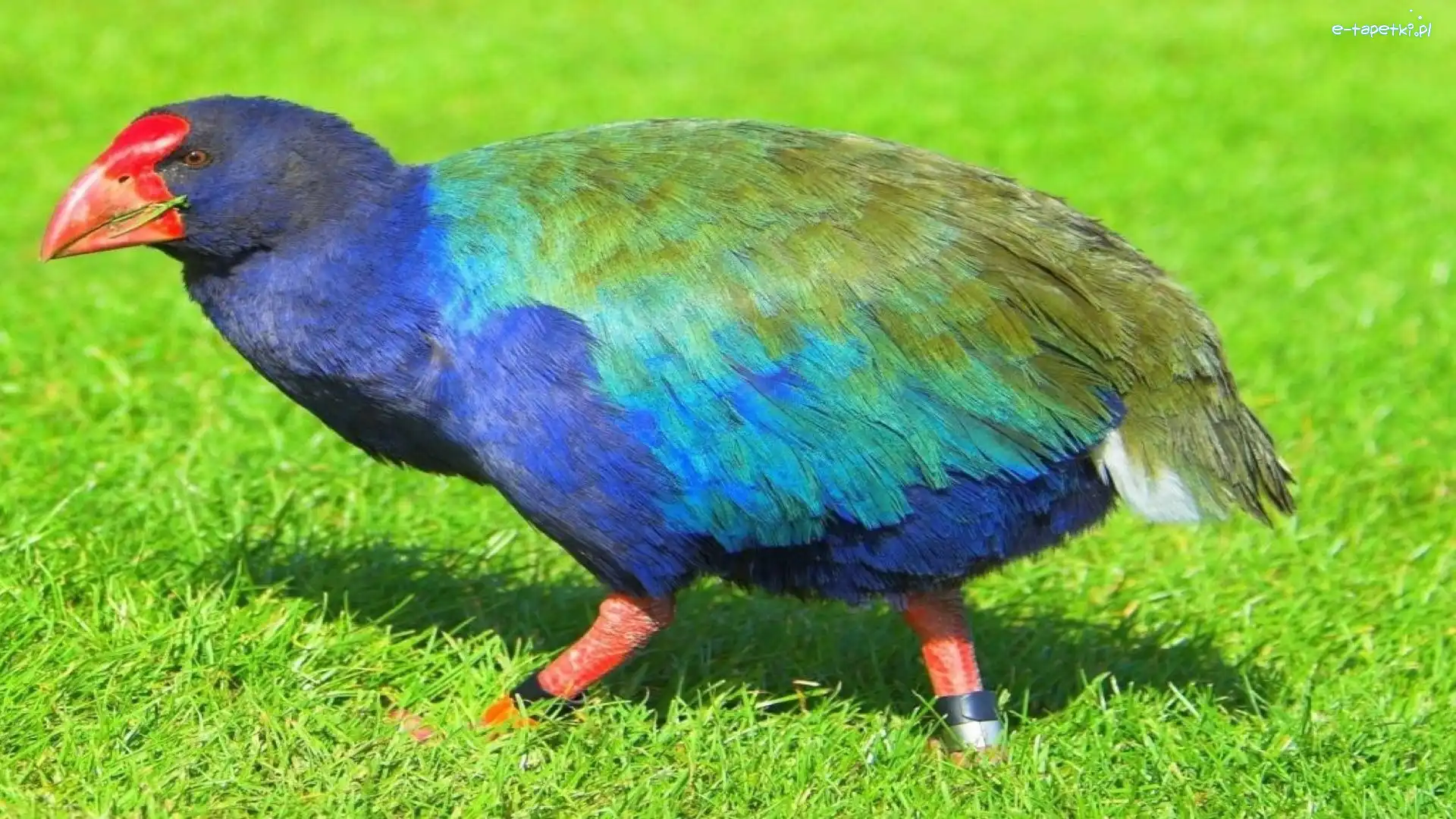 Takahe, Ptaki
